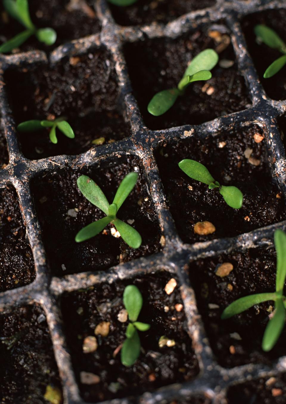 Free download high resolution image - free image free photo free stock image public domain picture  Young seedling over boxes with other sprouts