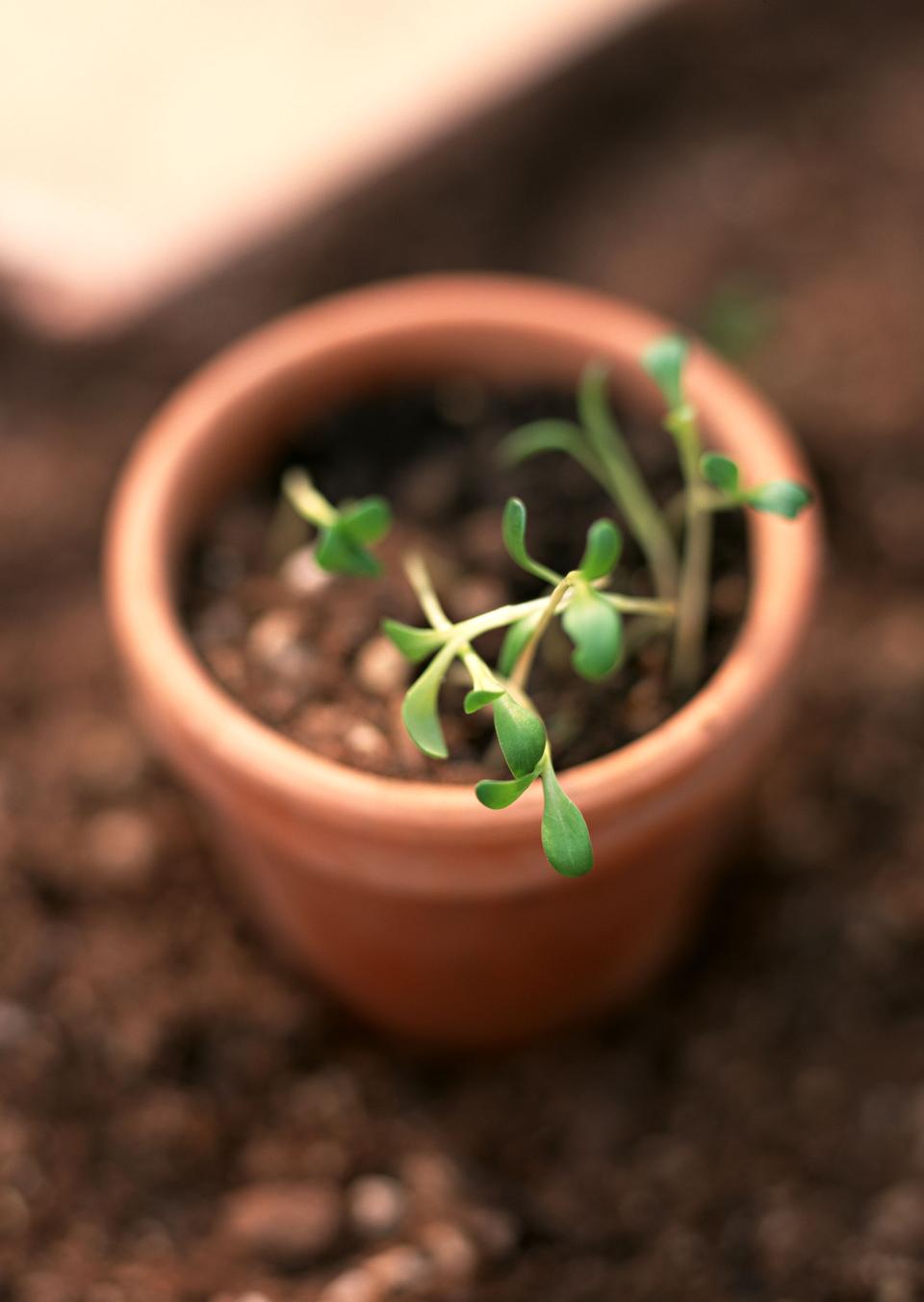 Free download high resolution image - free image free photo free stock image public domain picture  Close-up of green seedling growing out of soil