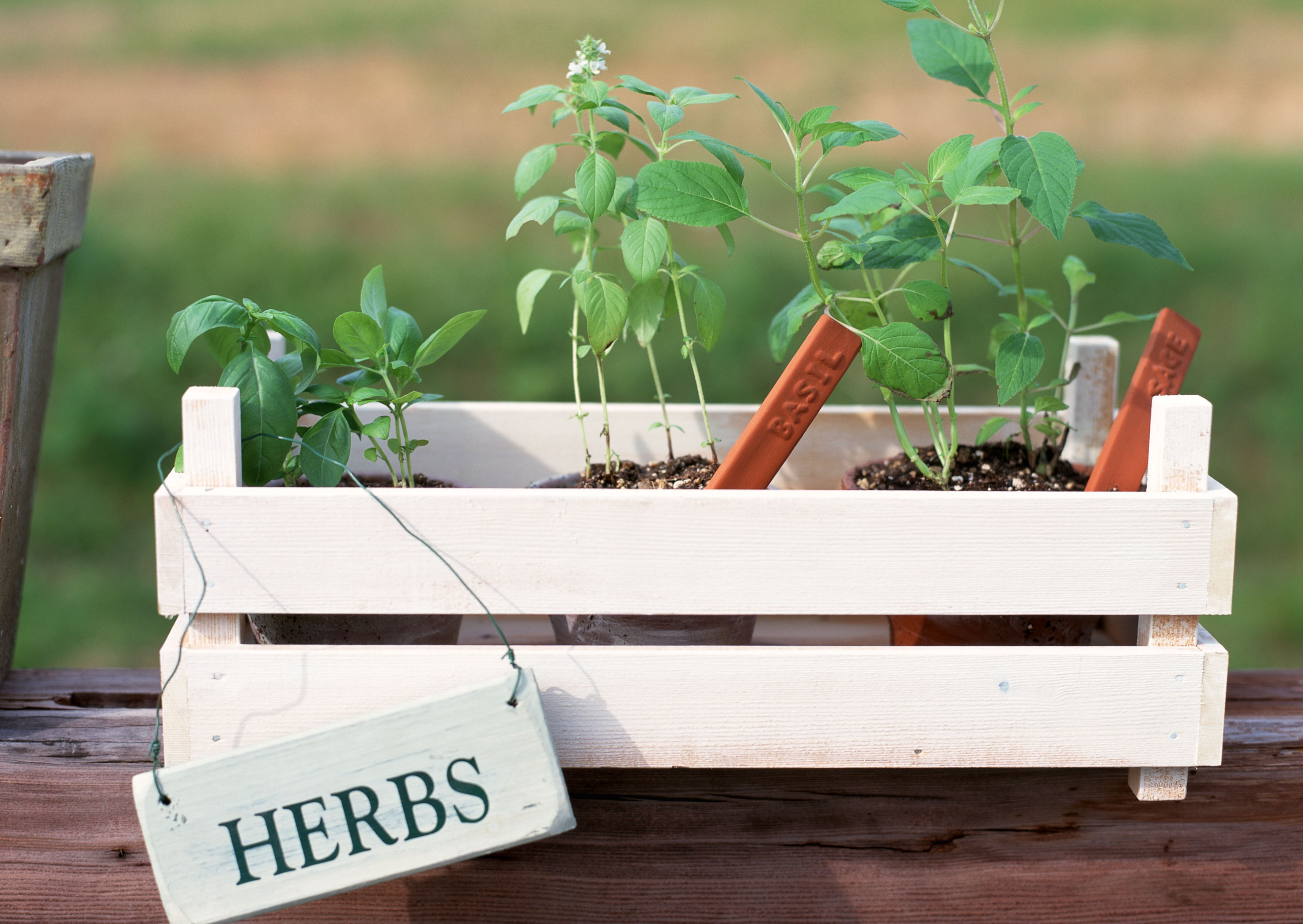 Free download high resolution image - free image free photo free stock image public domain picture -Small pots plant with wooden fence.