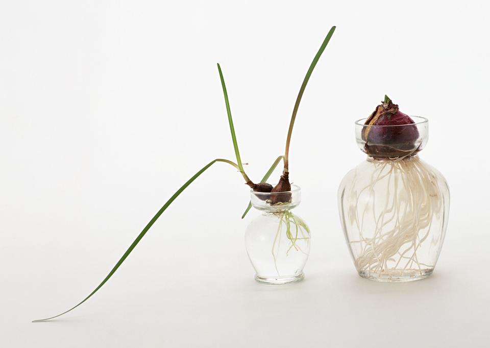 Free download high resolution image - free image free photo free stock image public domain picture  An image of a bulb of onion in a glass with water