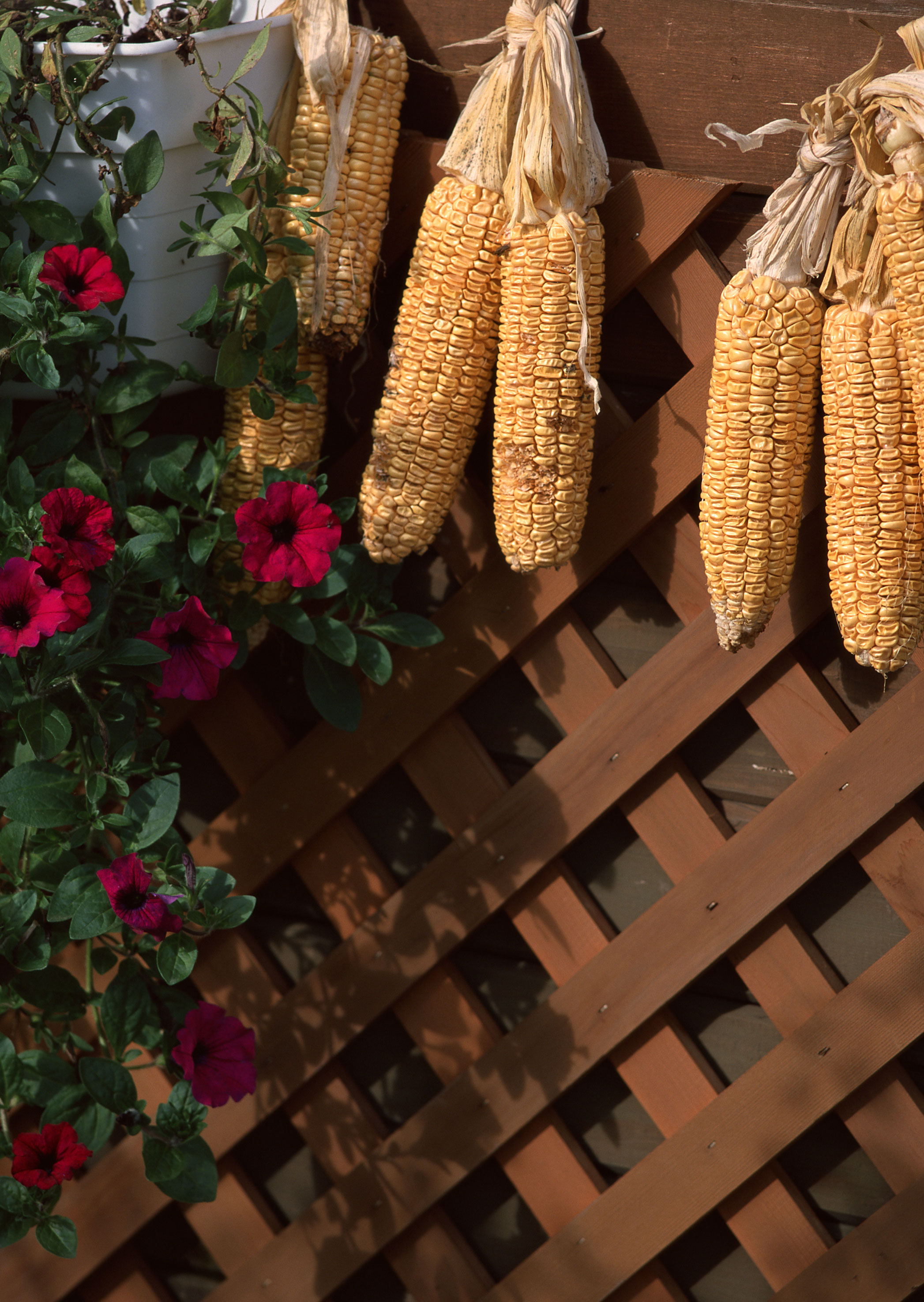 Free download high resolution image - free image free photo free stock image public domain picture -Wooden house deck decorated with flower pots and dry corn