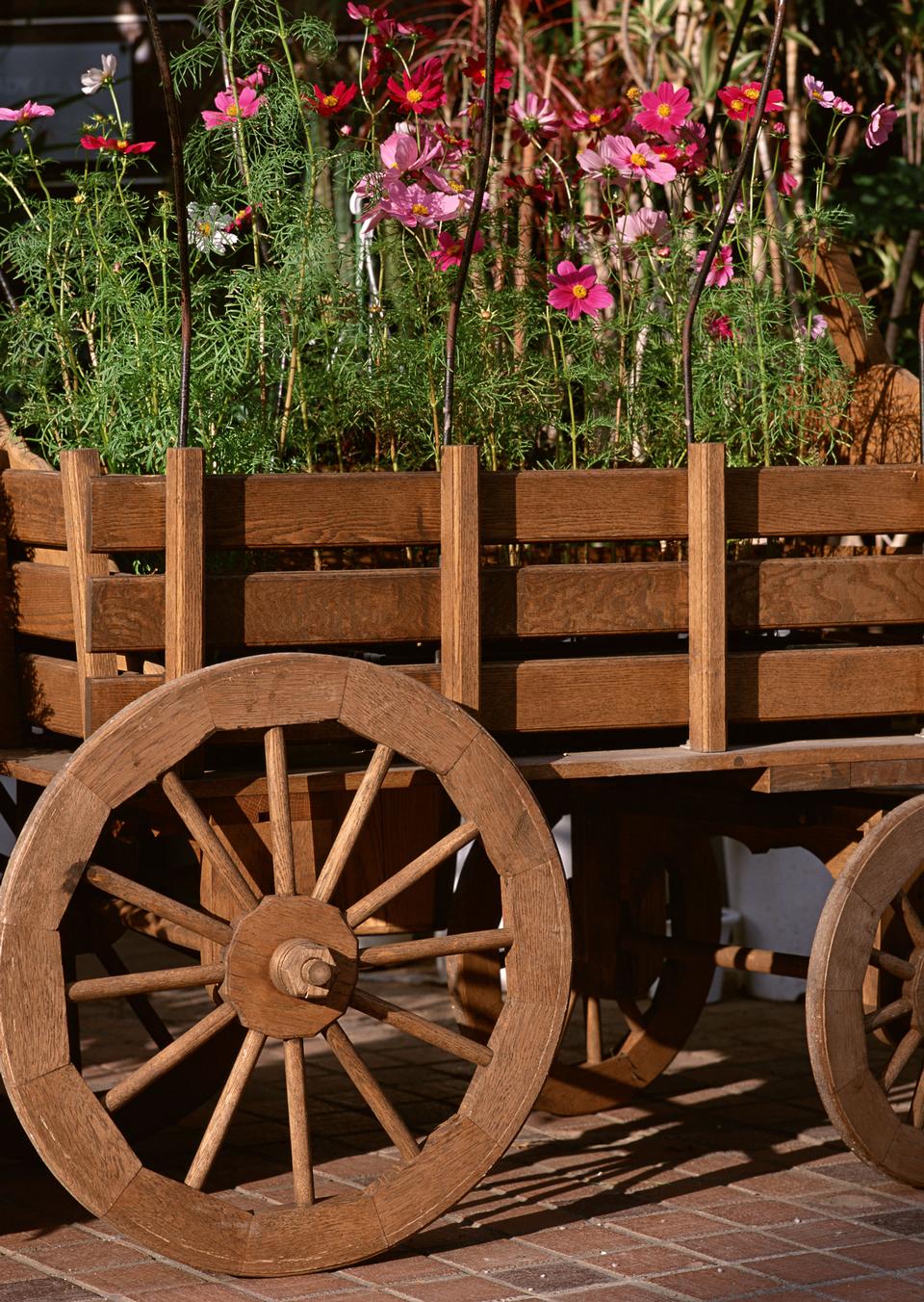 Free download high resolution image - free image free photo free stock image public domain picture  flowers in a pot, garden decoration ideas