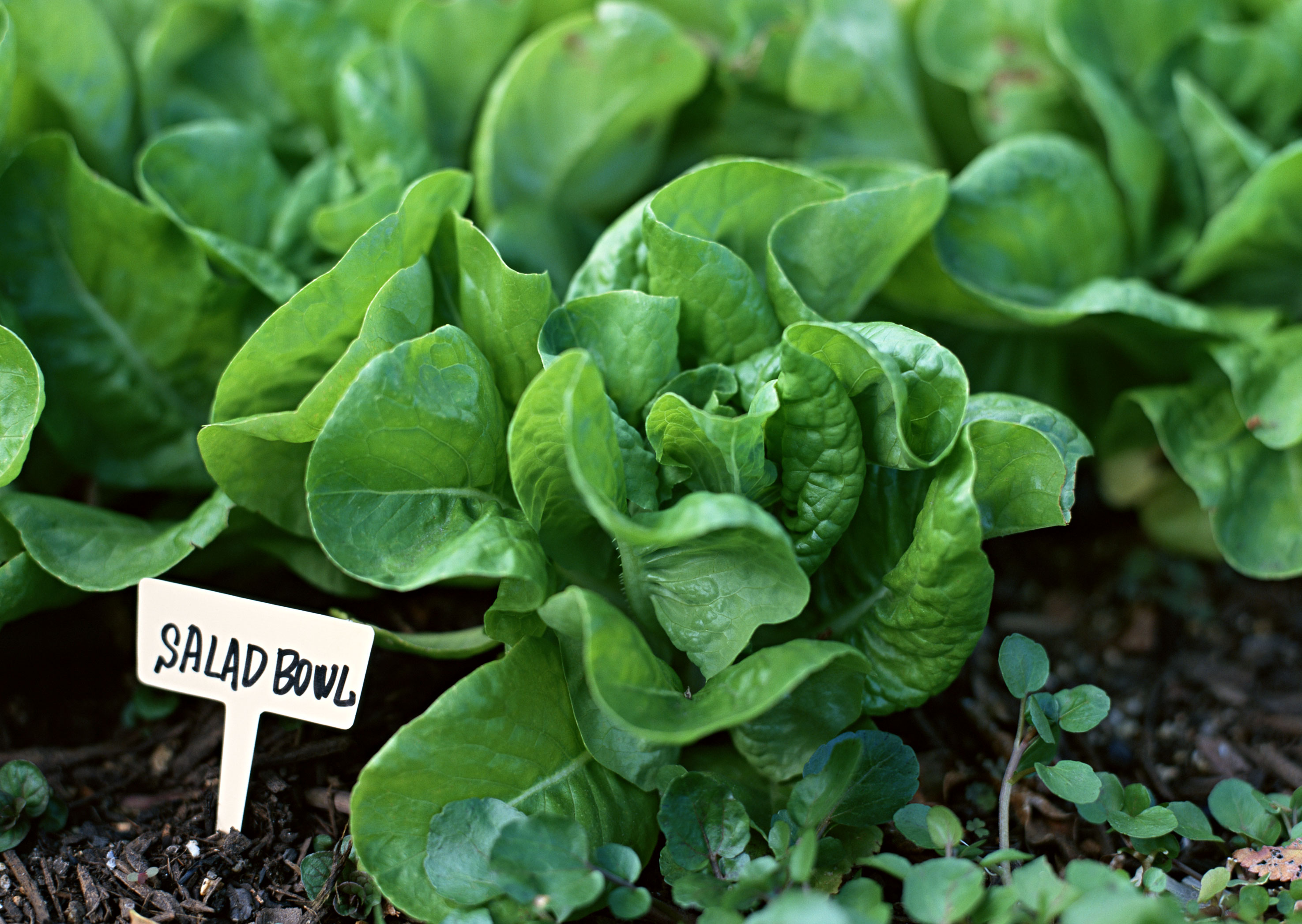 Free download high resolution image - free image free photo free stock image public domain picture -Green vegetable