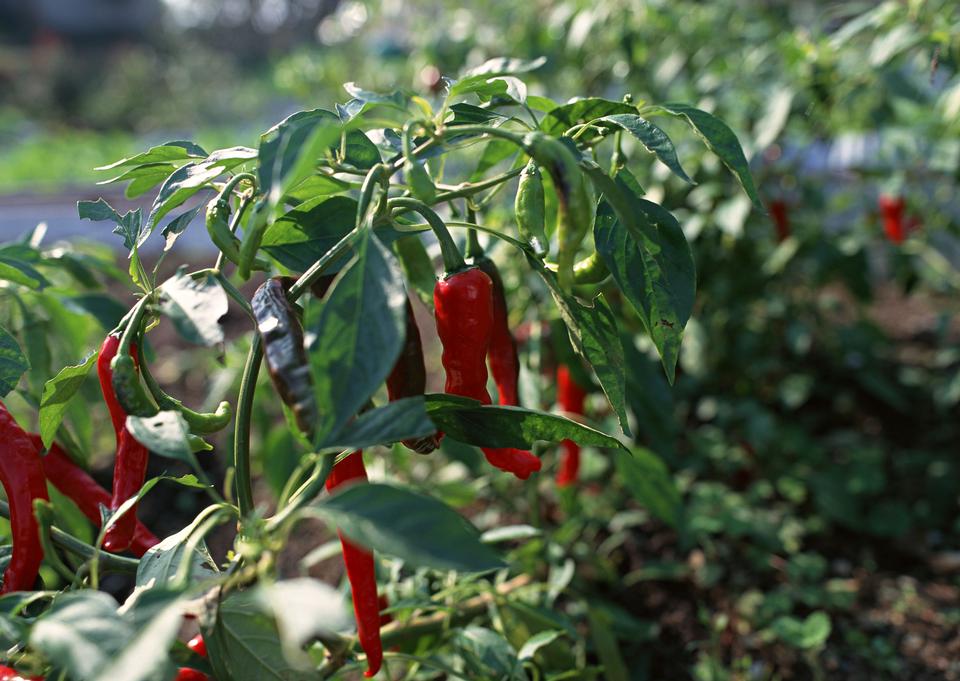 Free download high resolution image - free image free photo free stock image public domain picture  Fresh red chillies growing in the vegetable garden