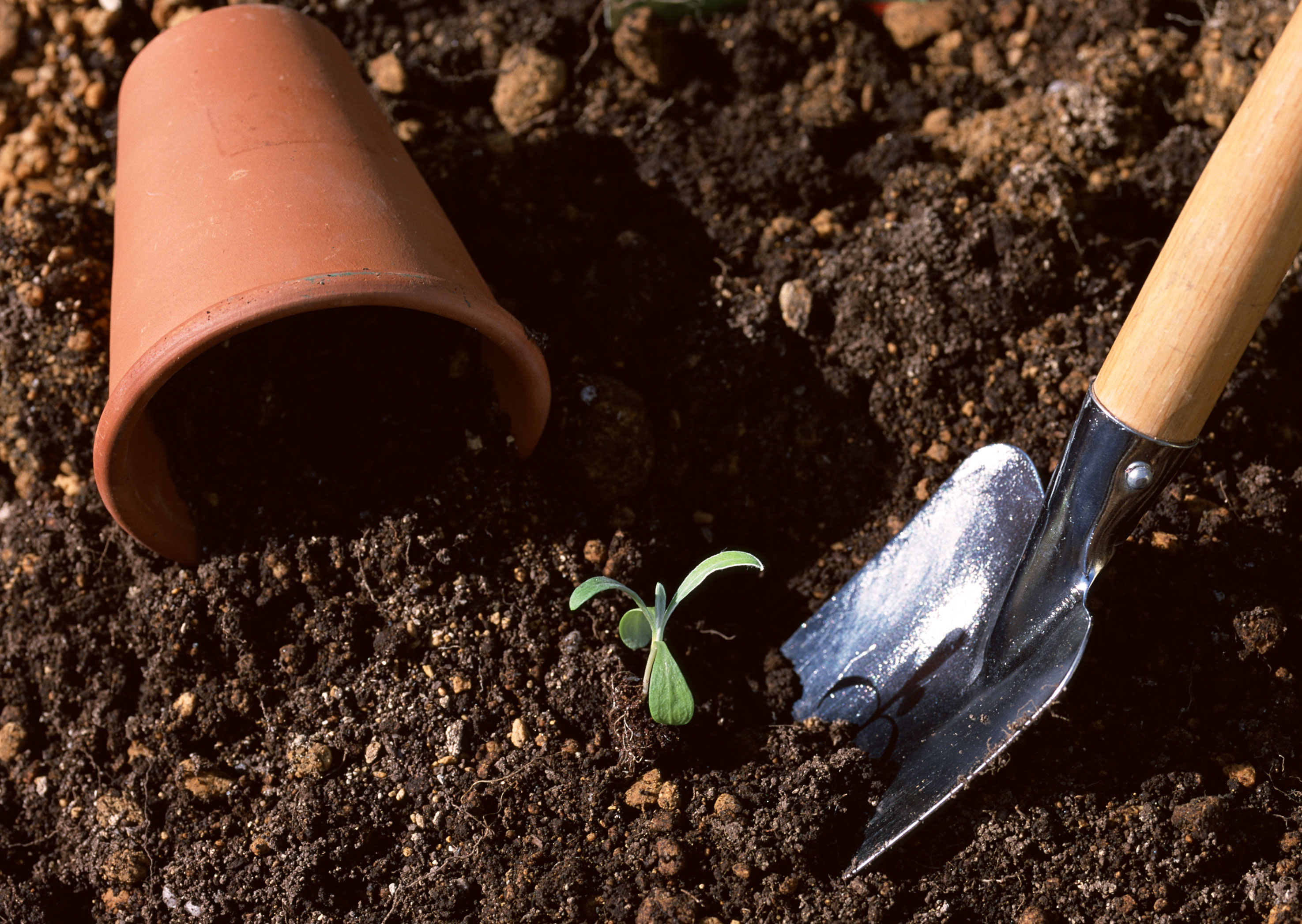 Free download high resolution image - free image free photo free stock image public domain picture -Seedling of young plant and soil