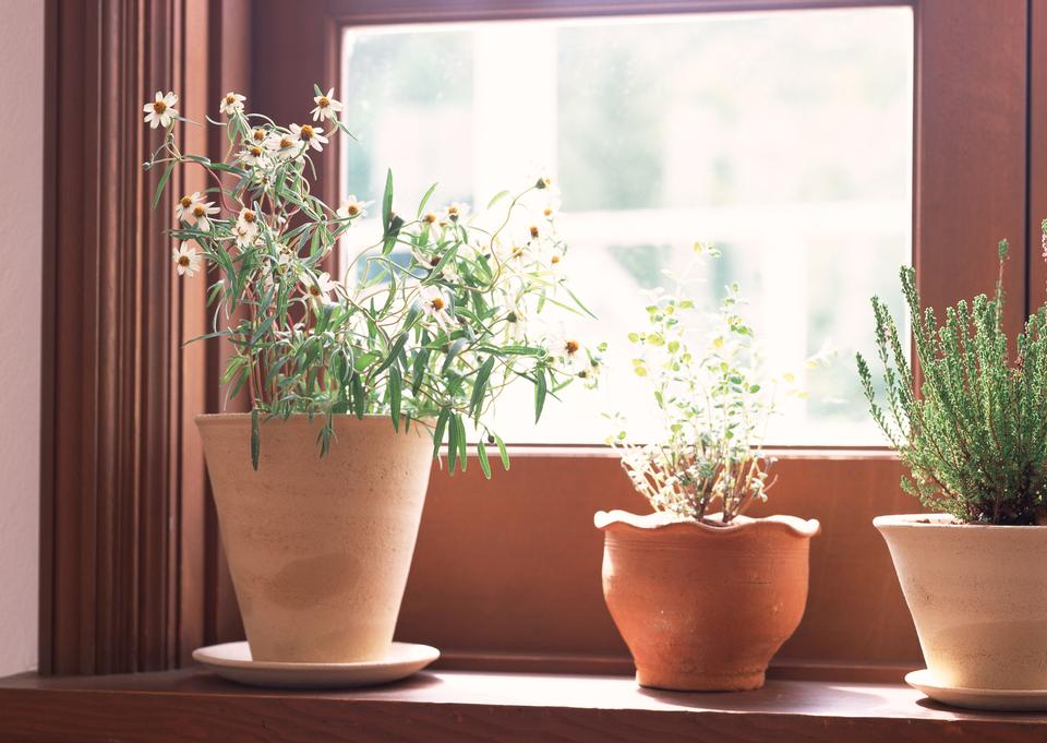 Free download high resolution image - free image free photo free stock image public domain picture  small potted plants sitting on window