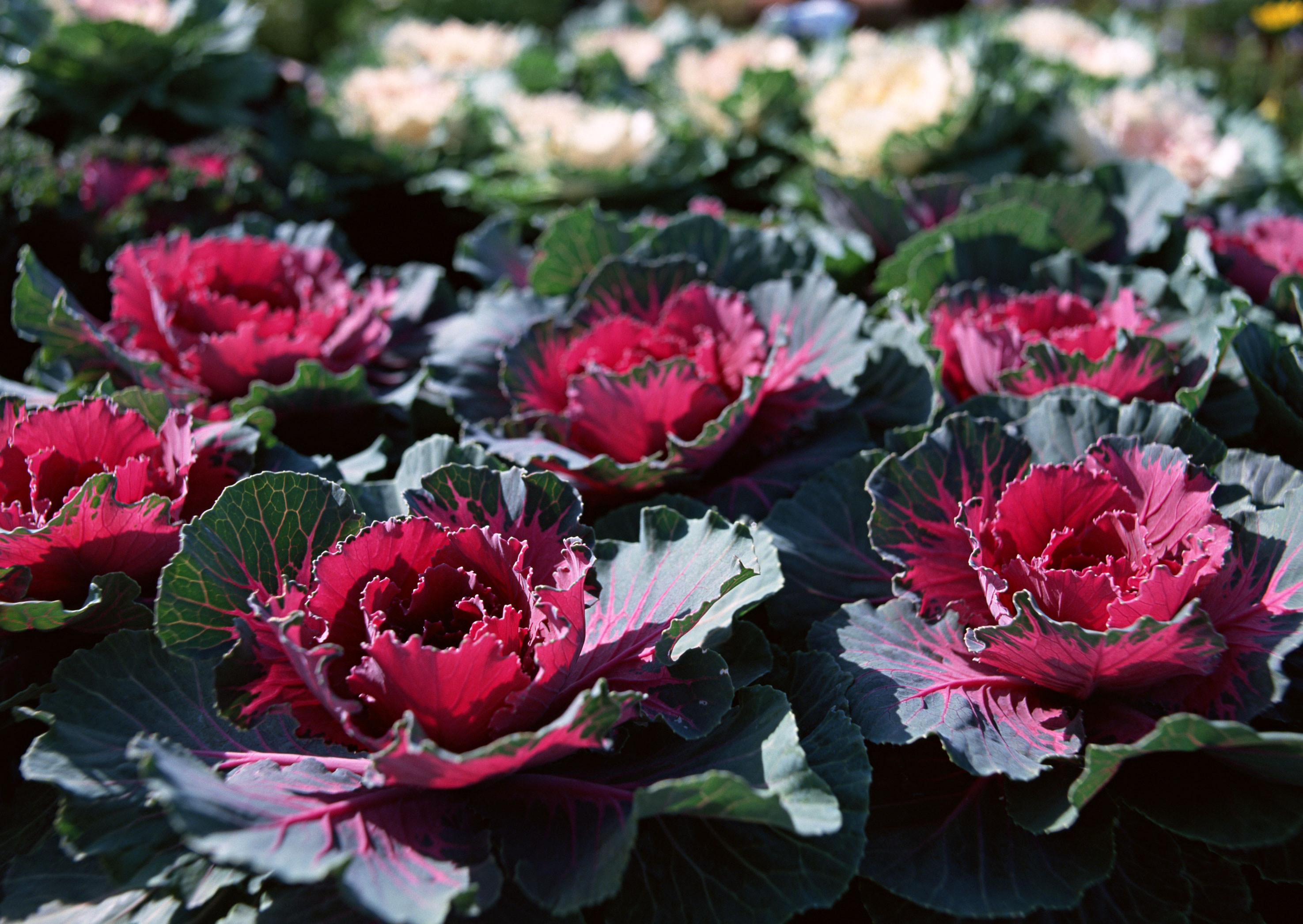 Free download high resolution image - free image free photo free stock image public domain picture -beautiful fall decorating with flowering cabbage and red mums