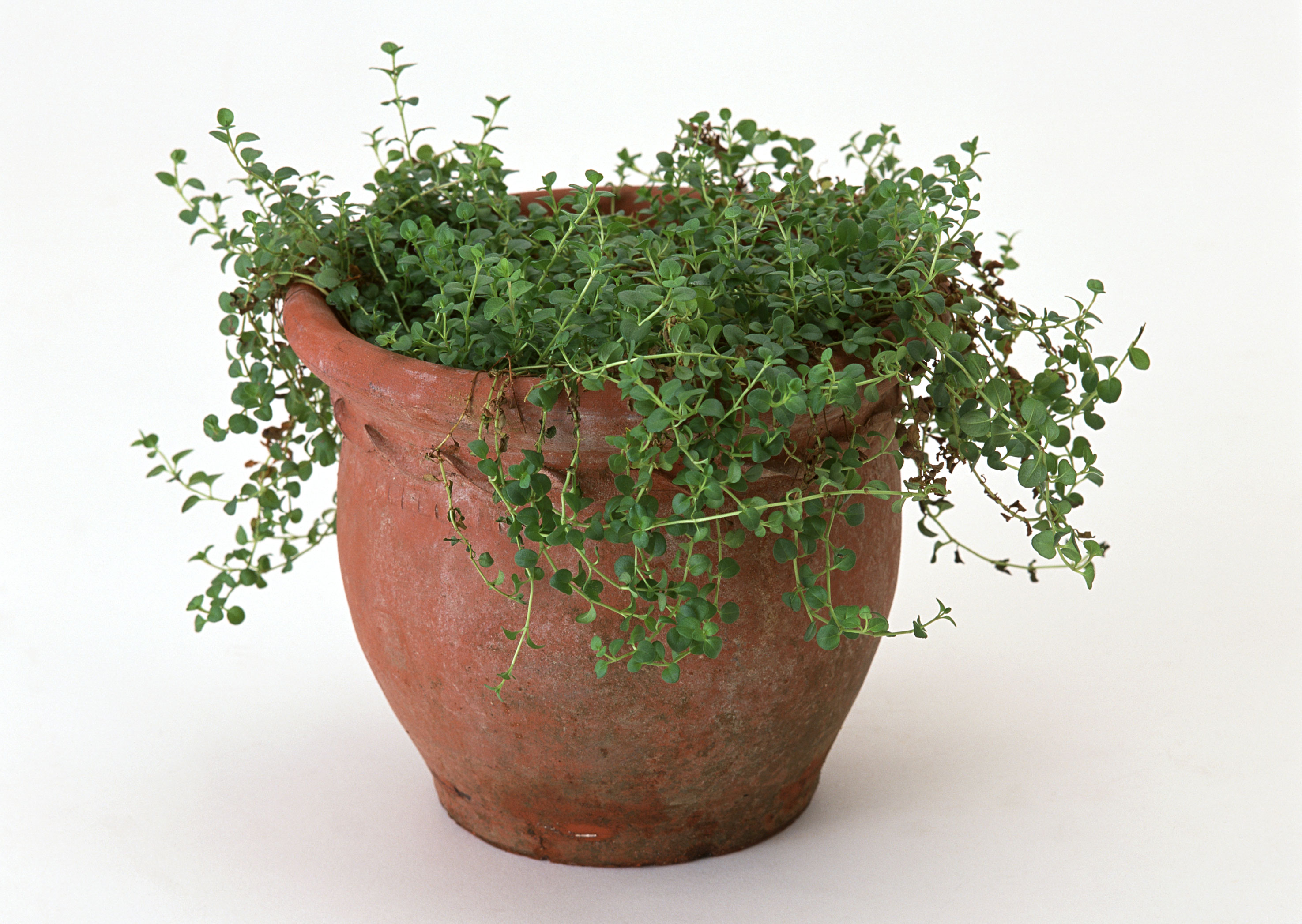 Free download high resolution image - free image free photo free stock image public domain picture -Oregano in a clay pot