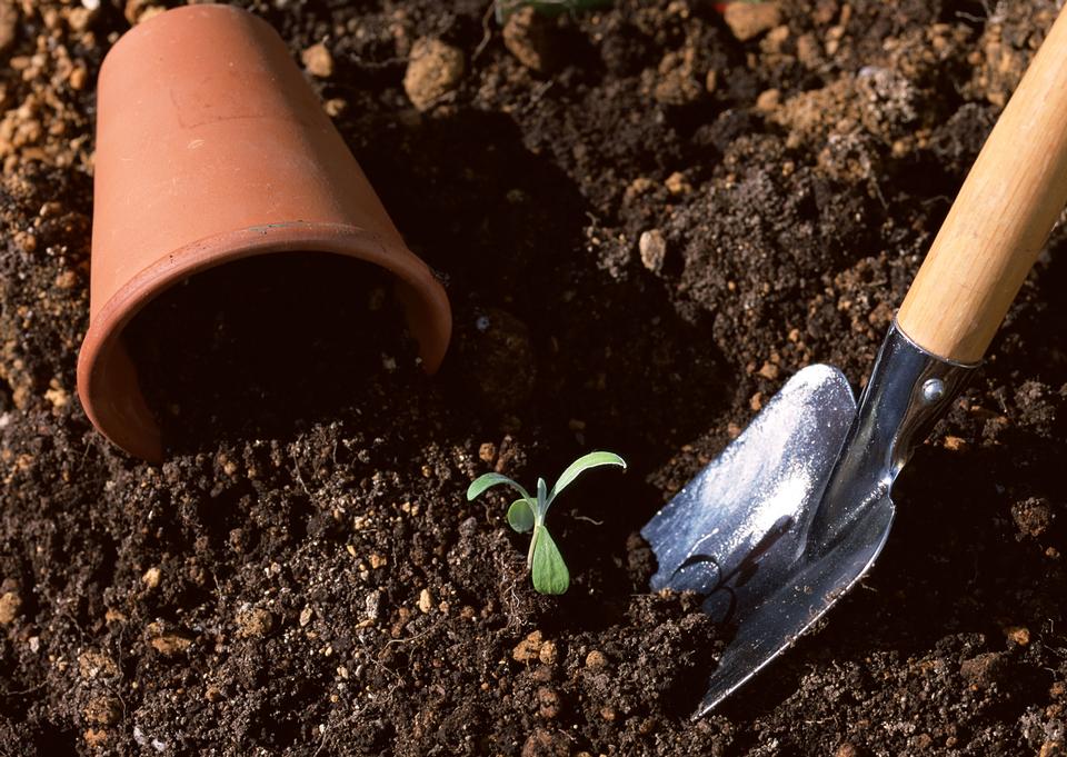 Free download high resolution image - free image free photo free stock image public domain picture  Seedling of young plant and soil