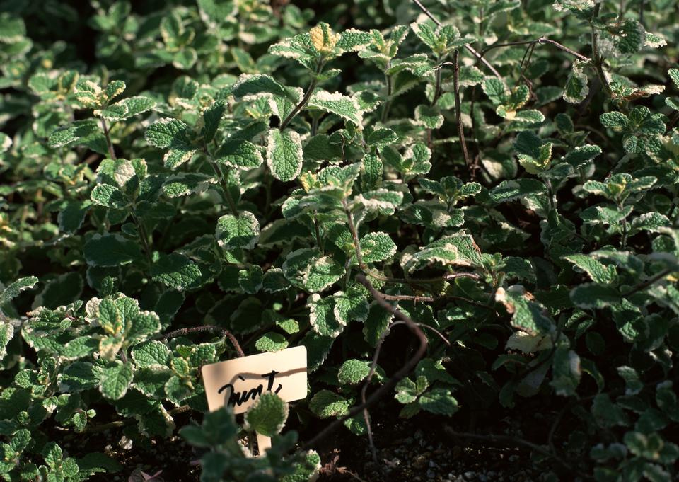 Free download high resolution image - free image free photo free stock image public domain picture  Kitchen Mint, Marsh with name tag