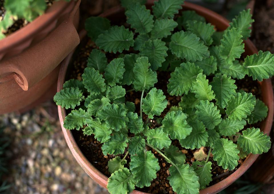 Free download high resolution image - free image free photo free stock image public domain picture  Planting of vegetable seeds in flowerpot