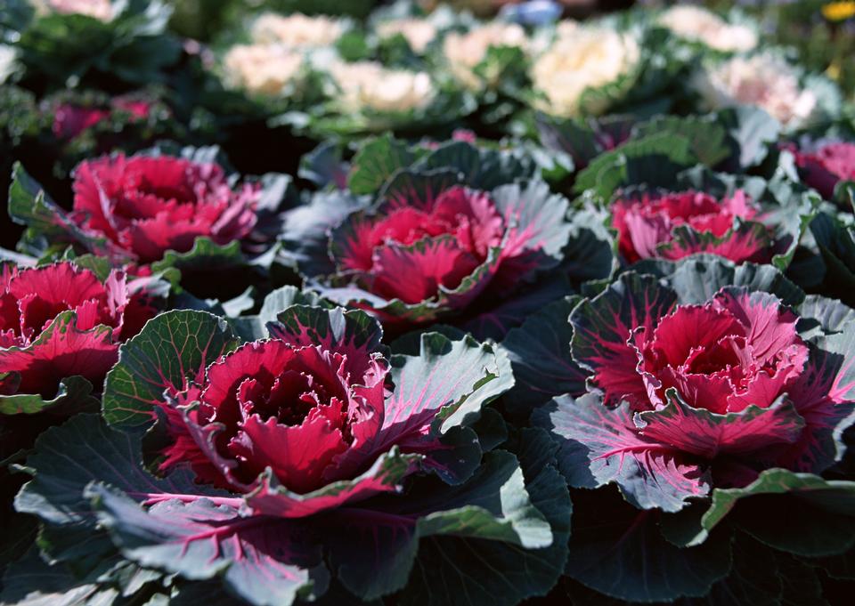 Free download high resolution image - free image free photo free stock image public domain picture  beautiful fall decorating with flowering cabbage and red mums