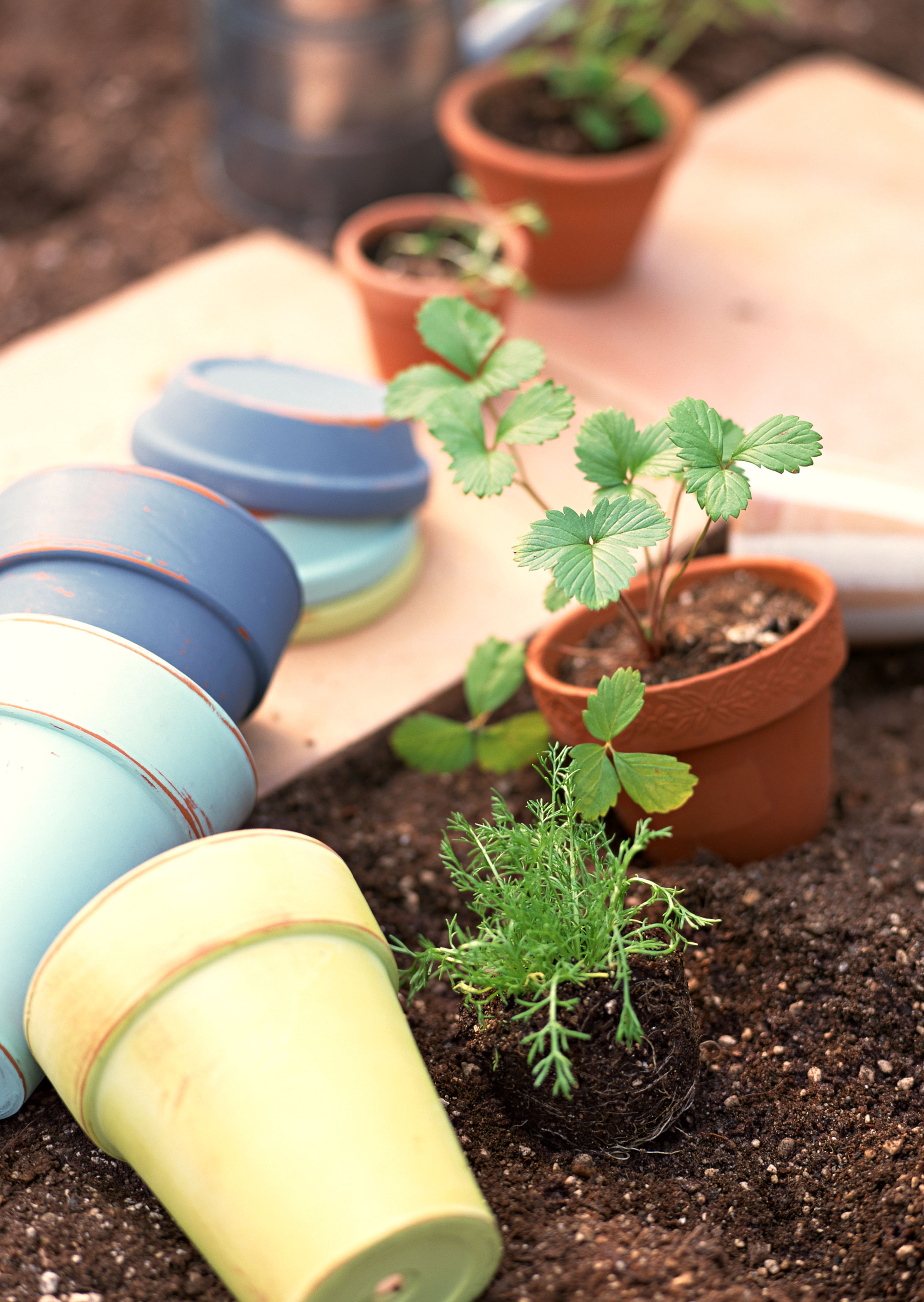 Free download high resolution image - free image free photo free stock image public domain picture -Clay starter pots with young strawberry plants ready for the gard