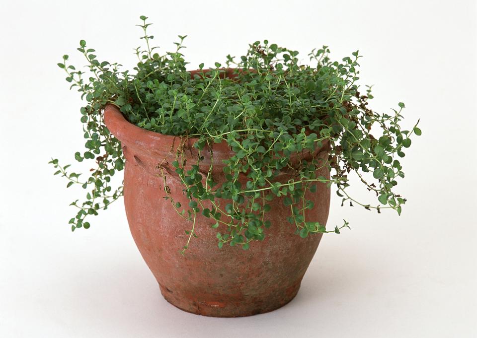 Free download high resolution image - free image free photo free stock image public domain picture  Oregano in a clay pot