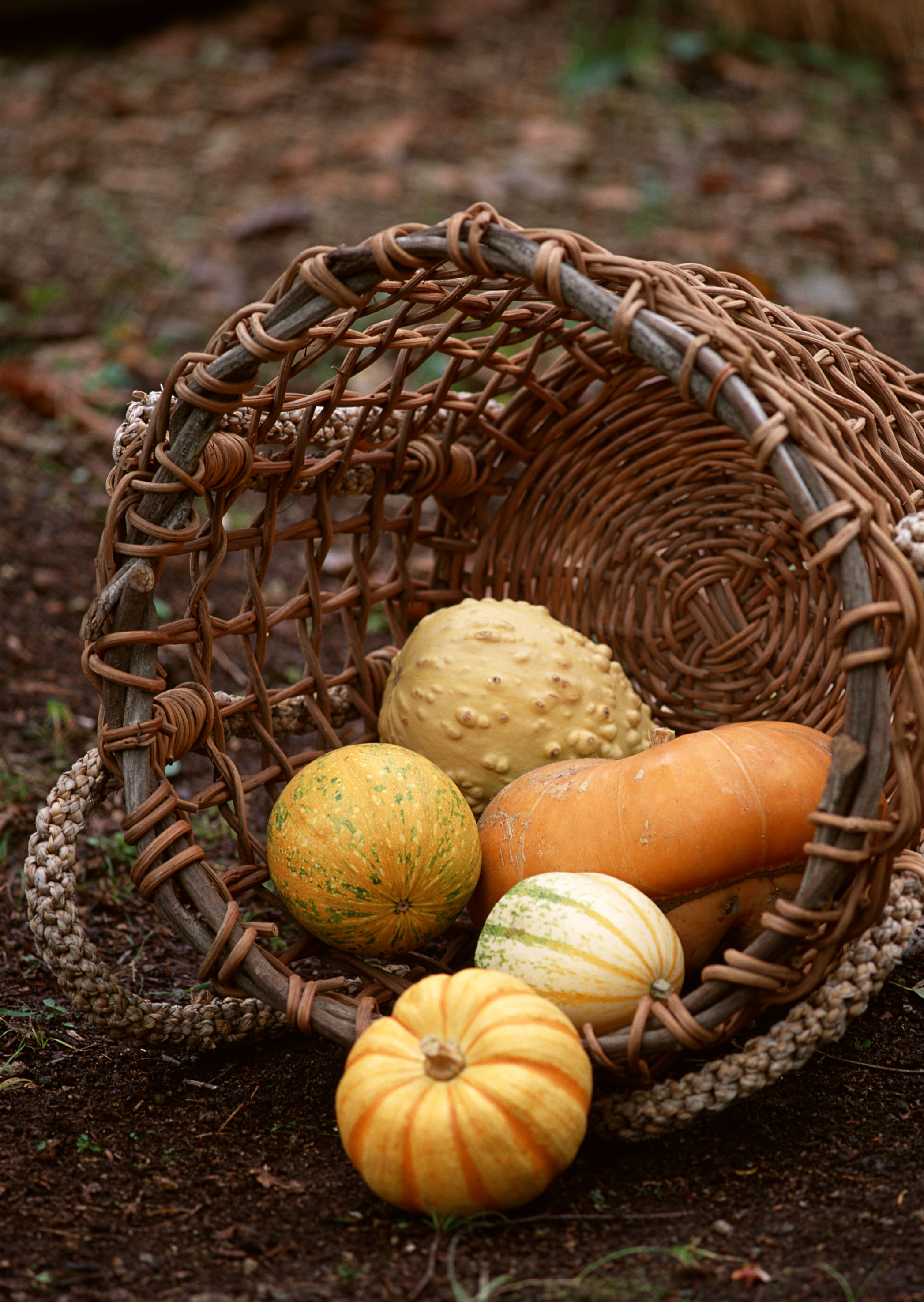 Free download high resolution image - free image free photo free stock image public domain picture -Harvest home garden