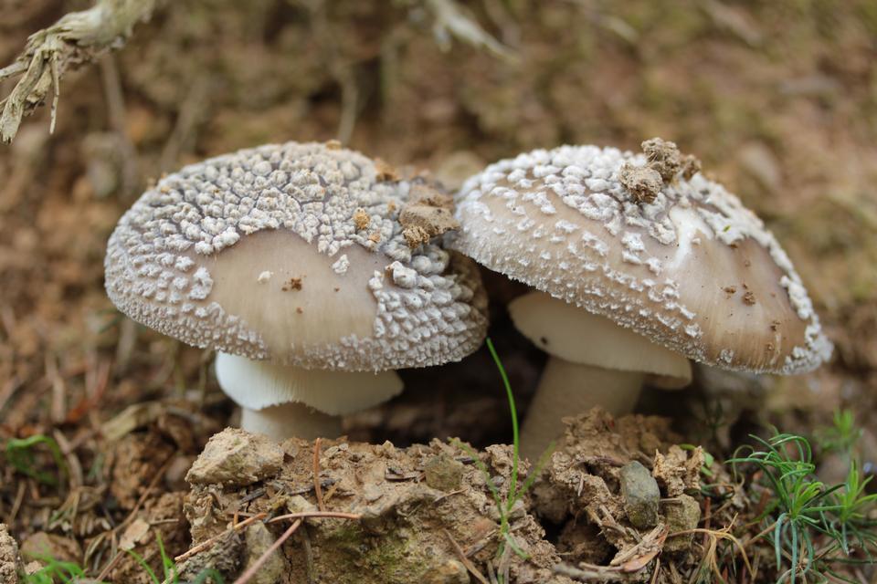 Free download high resolution image - free image free photo free stock image public domain picture  Forest mushrooms in the grass