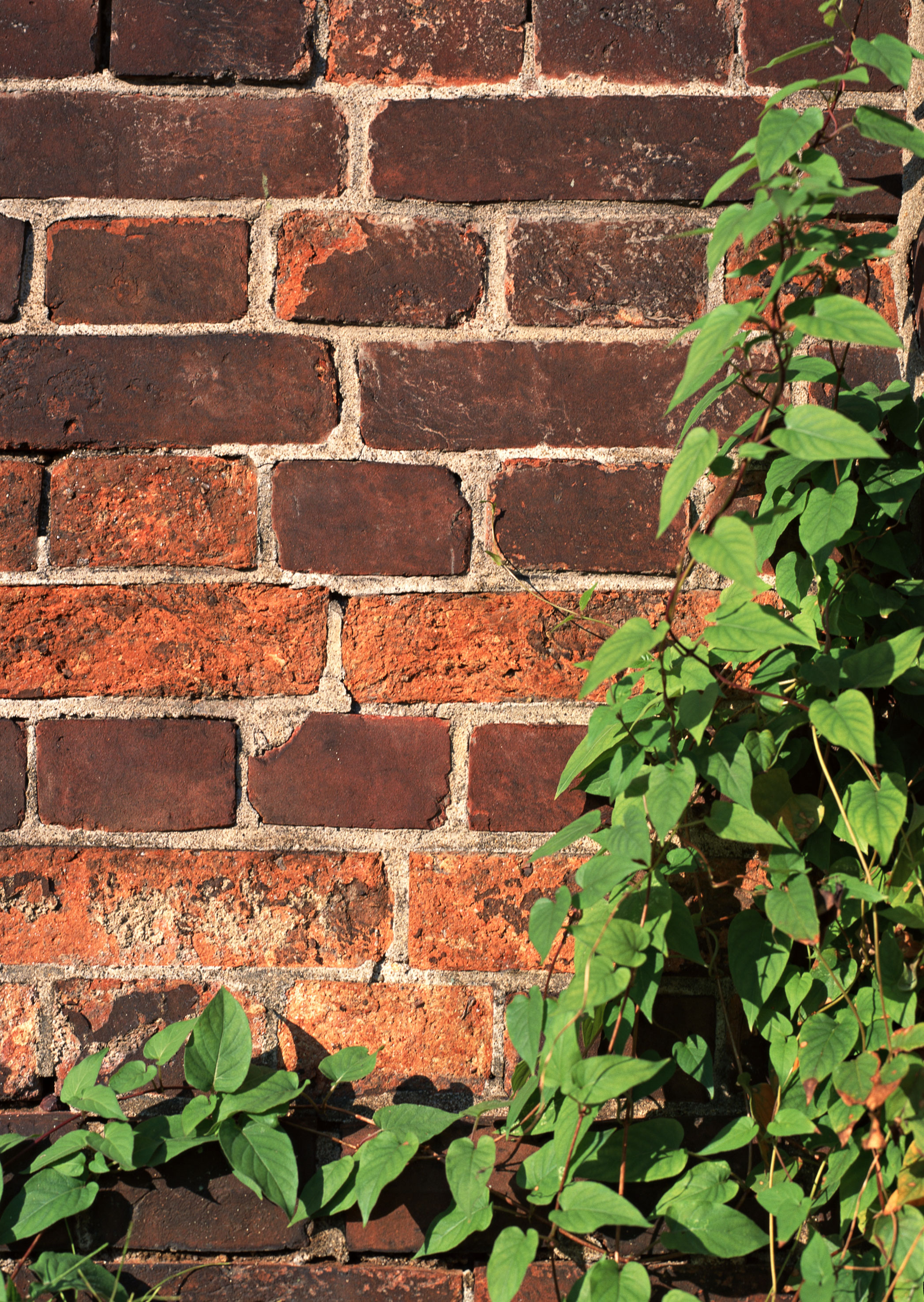 Free download high resolution image - free image free photo free stock image public domain picture -Ivy on a brick wall