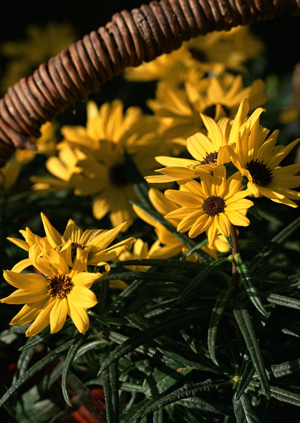 Free download high resolution image - free image free photo free stock image public domain picture  Yellow topinambur flowers in basket