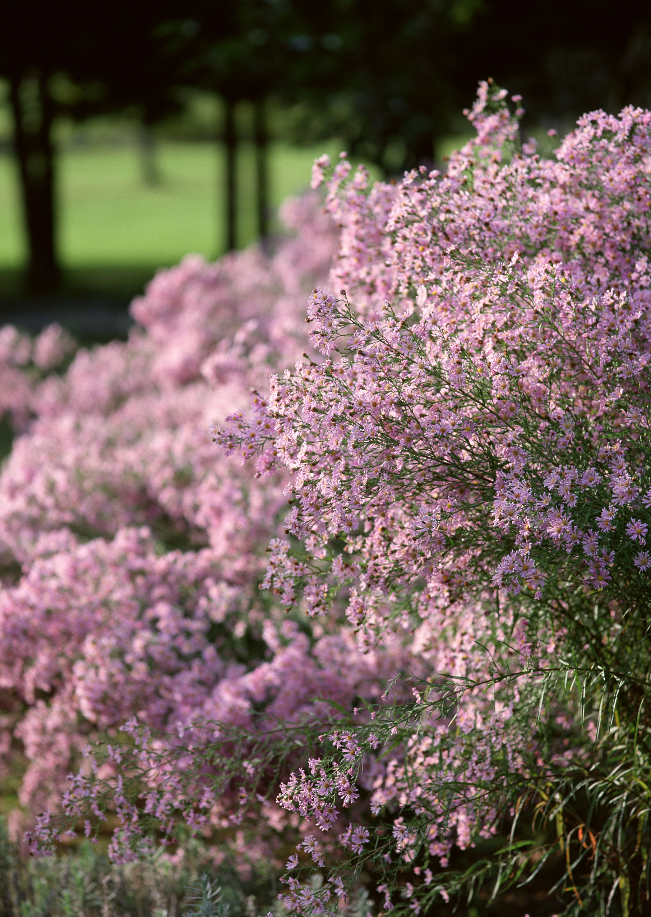 Free download high resolution image - free image free photo free stock image public domain picture -Flowerbed of pink flowers