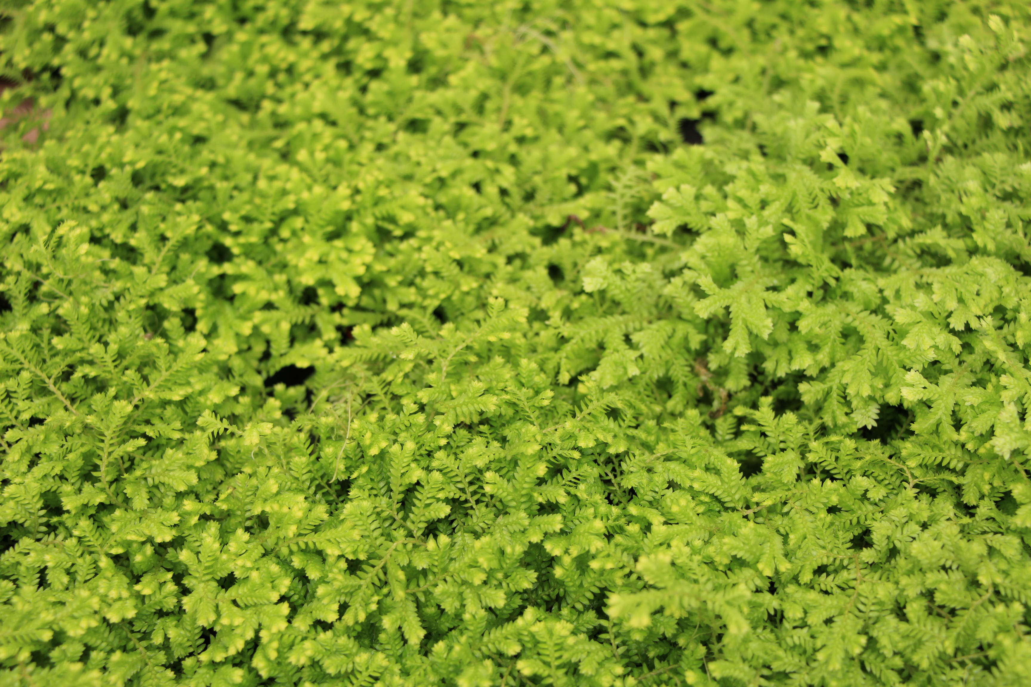 Free download high resolution image - free image free photo free stock image public domain picture -Green leaf background