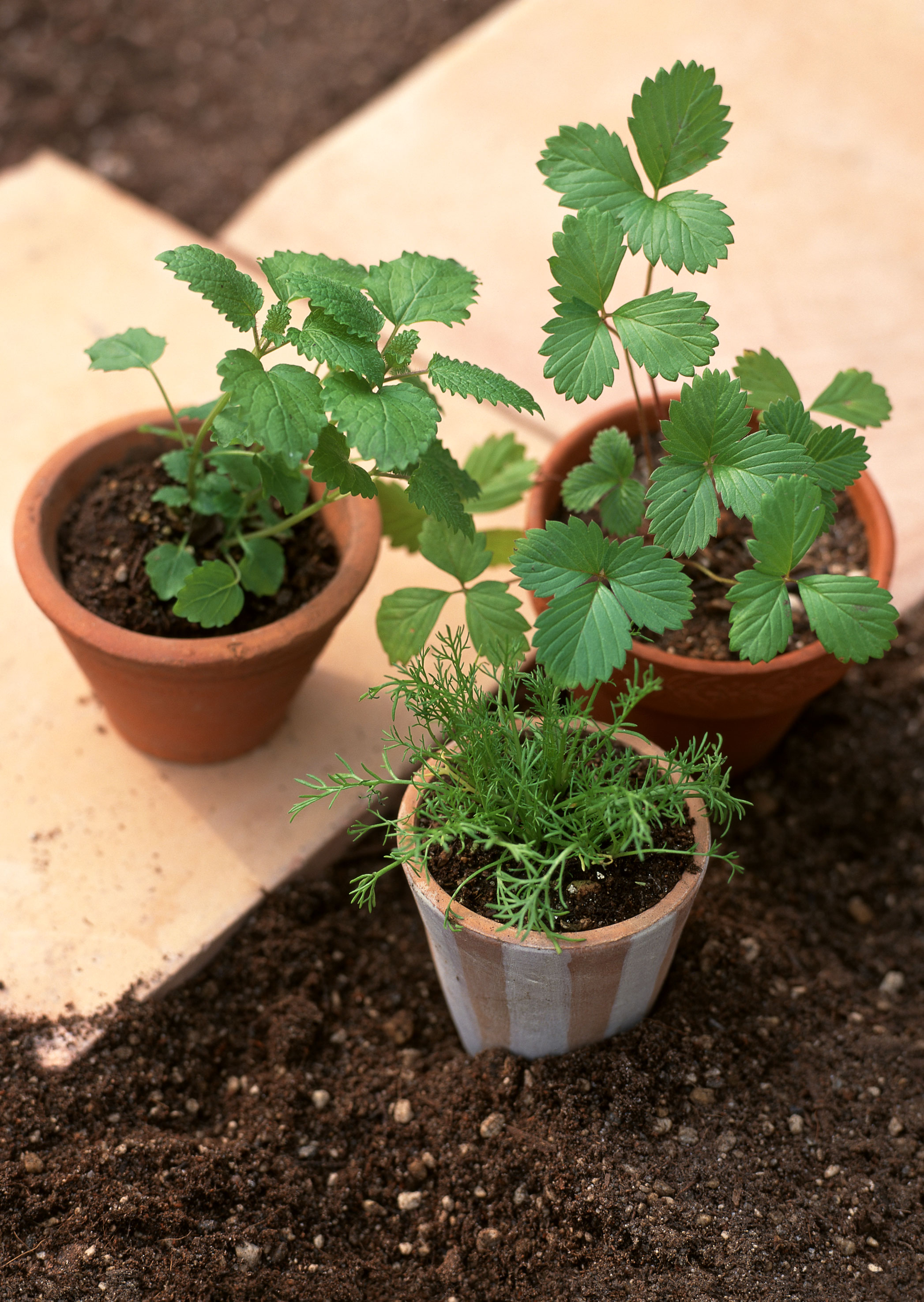 Free download high resolution image - free image free photo free stock image public domain picture -Planting of vegetable seeds pot soil