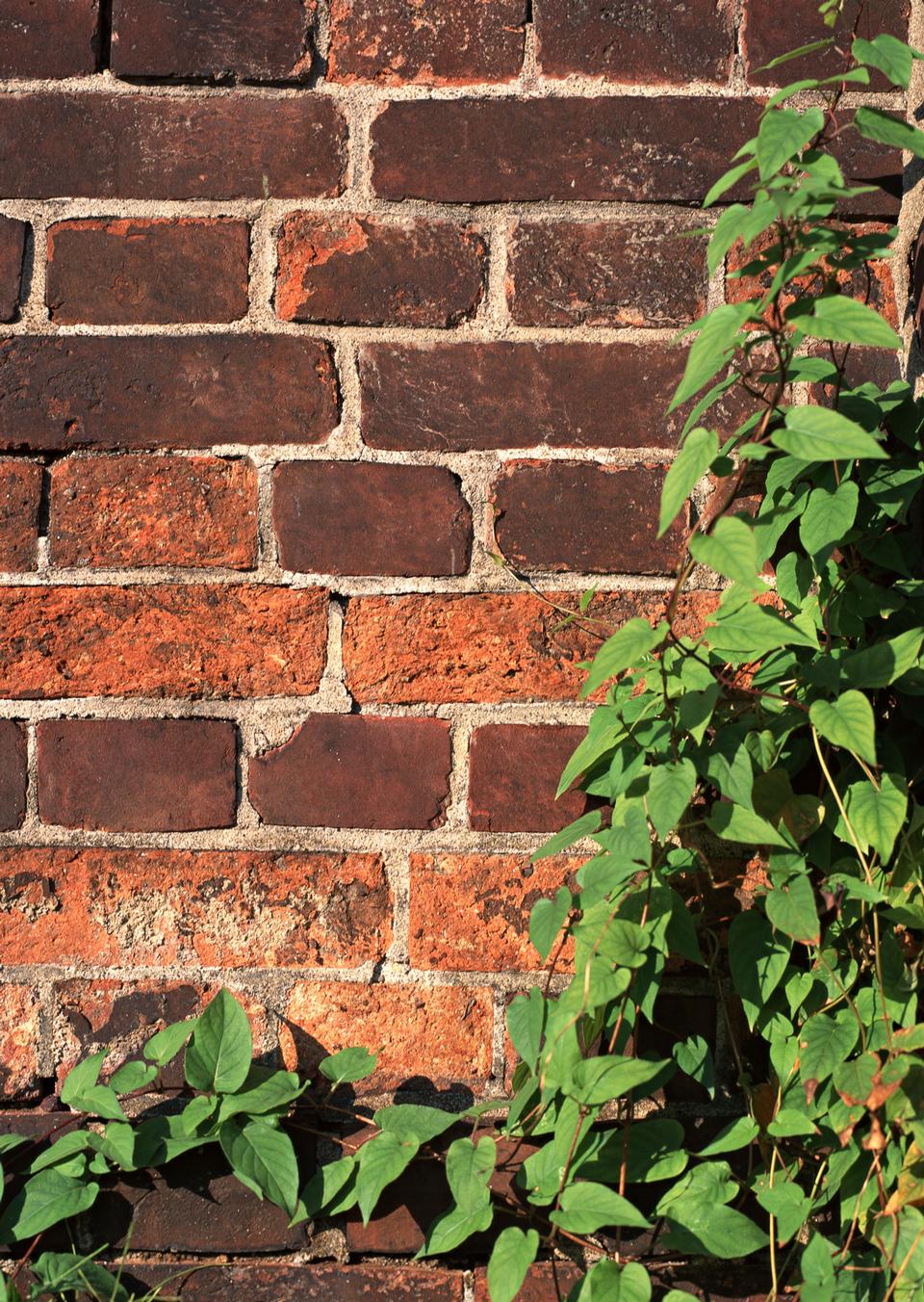 Free download high resolution image - free image free photo free stock image public domain picture  Ivy on a brick wall