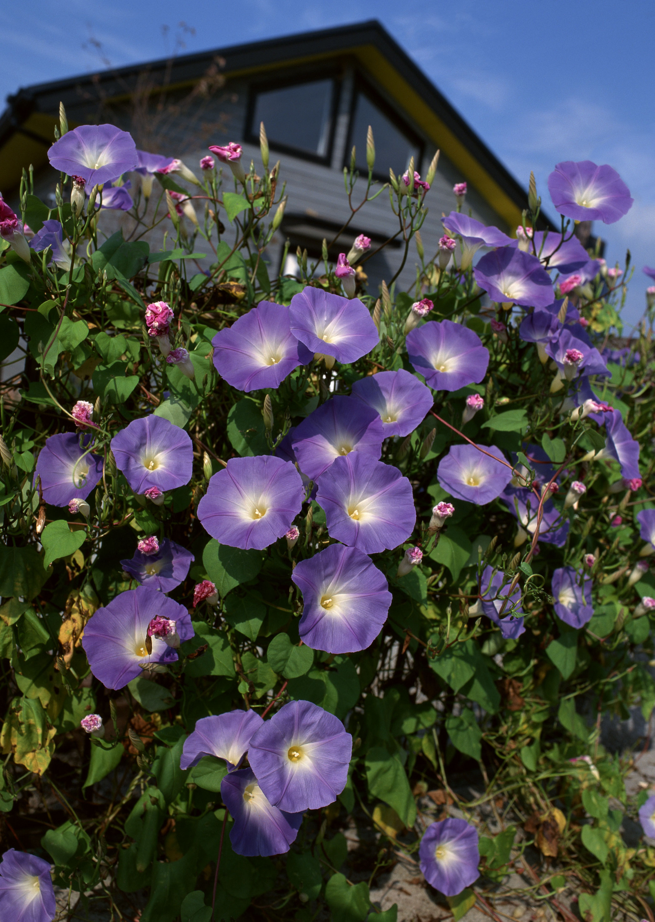 Free download high resolution image - free image free photo free stock image public domain picture -purple morning glory in garden