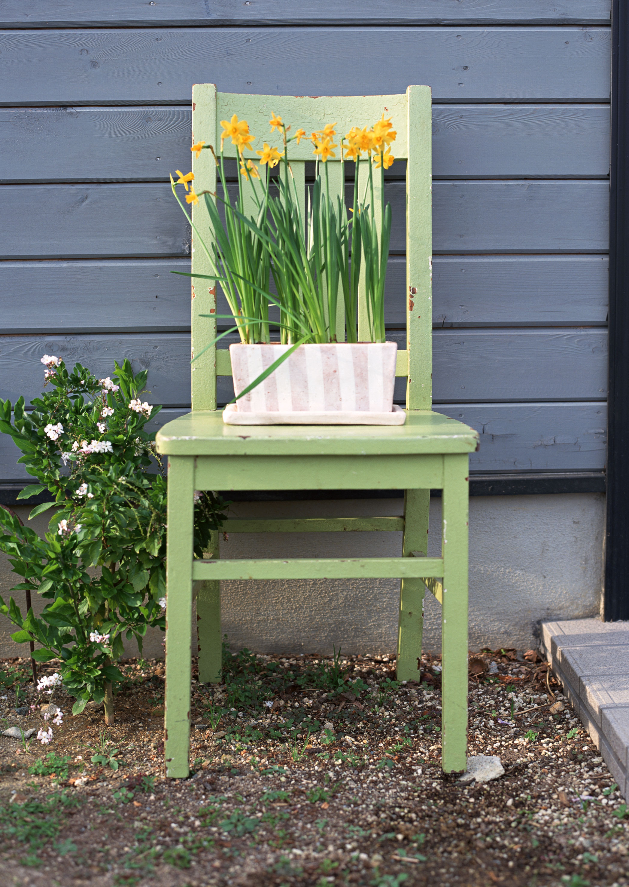 Free download high resolution image - free image free photo free stock image public domain picture -Yellow flowers in pots on chair in garden