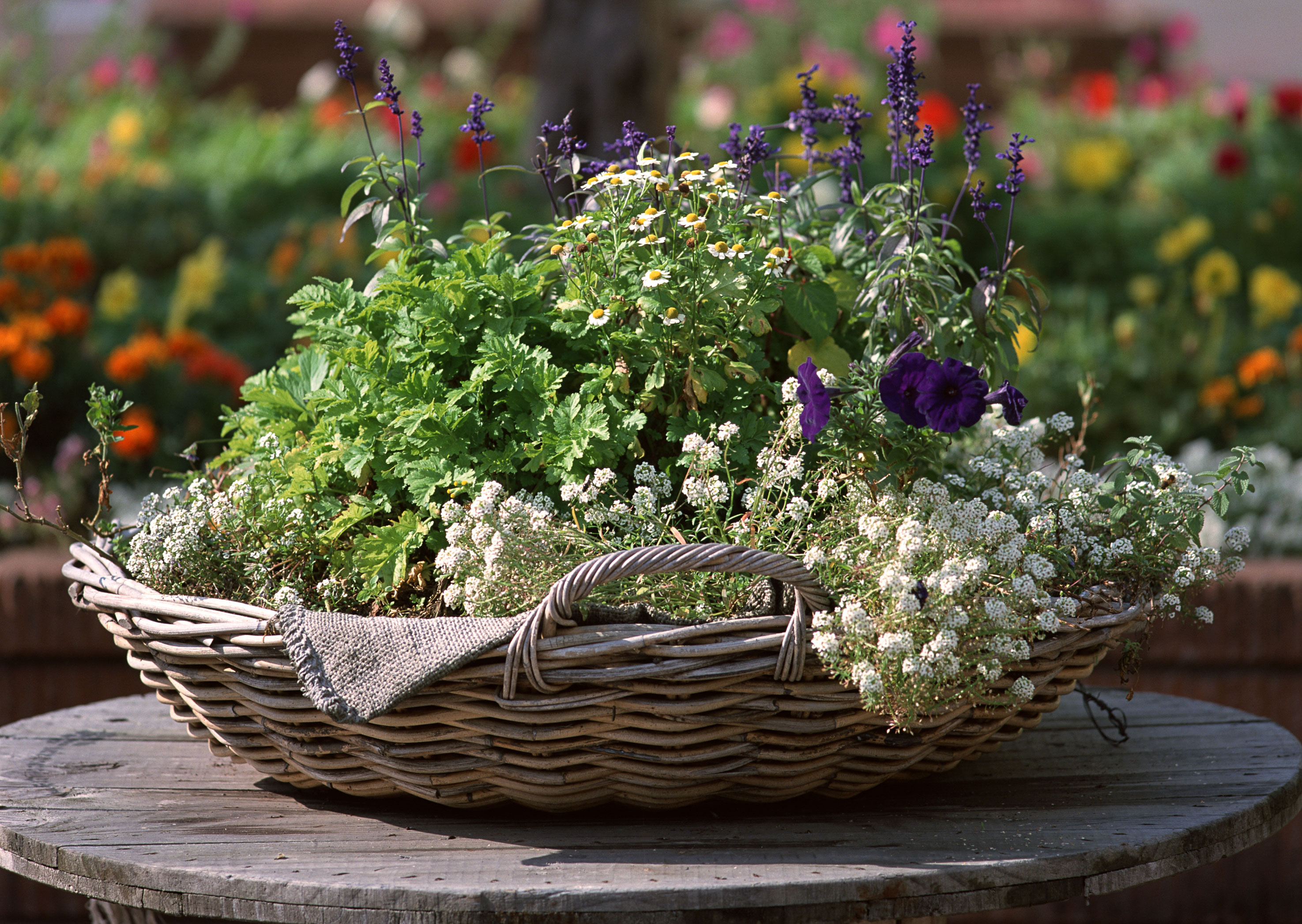 Free download high resolution image - free image free photo free stock image public domain picture -Basket with herbs/herbs/summer