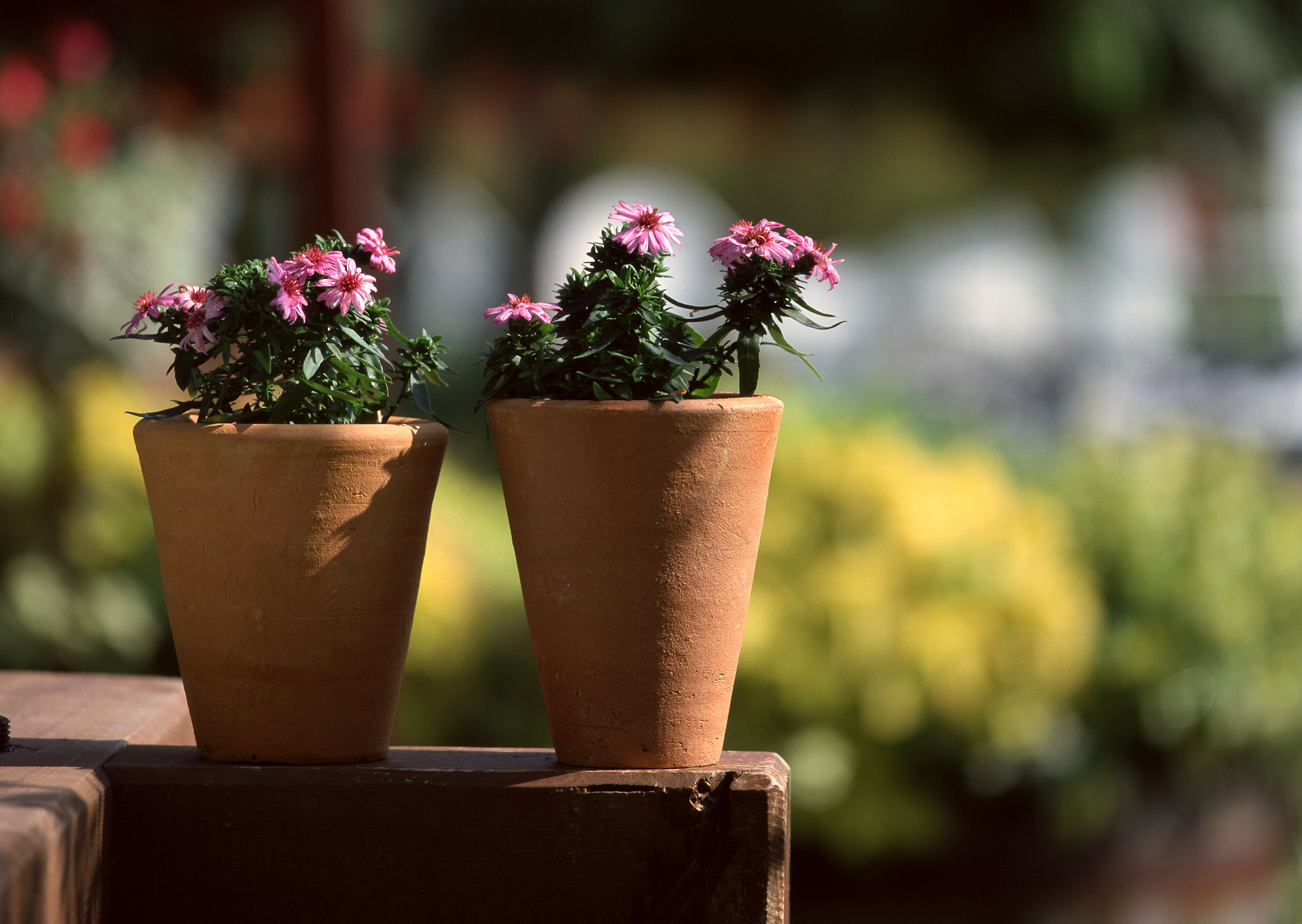 Free download high resolution image - free image free photo free stock image public domain picture -patio decoration flowers