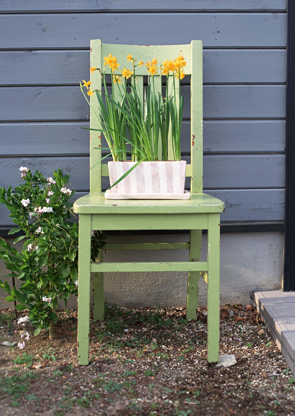 Free download high resolution image - free image free photo free stock image public domain picture  Yellow flowers in pots on chair in garden