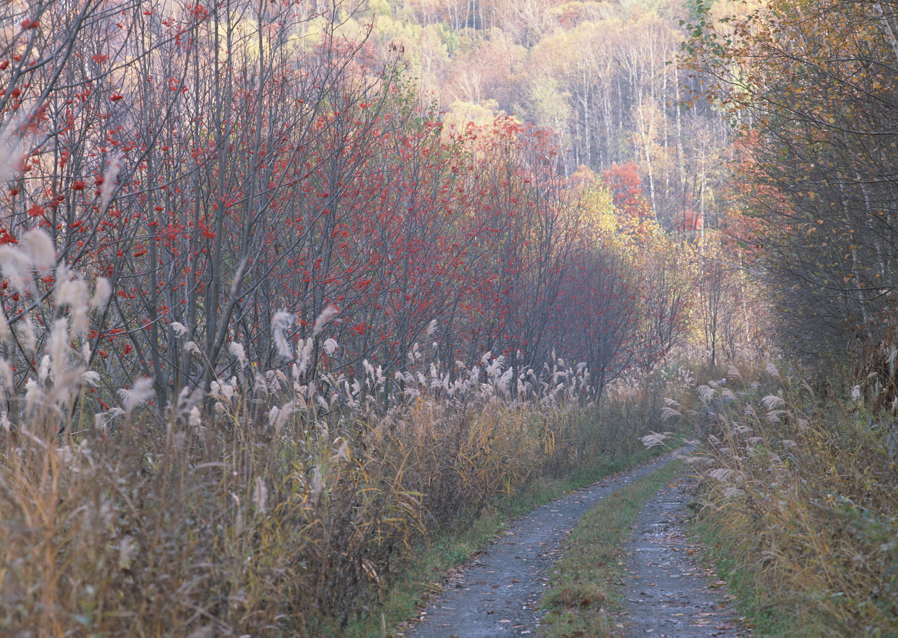 Free download high resolution image - free image free photo free stock image public domain picture -Autumn landscape with a beautiful road with colored trees