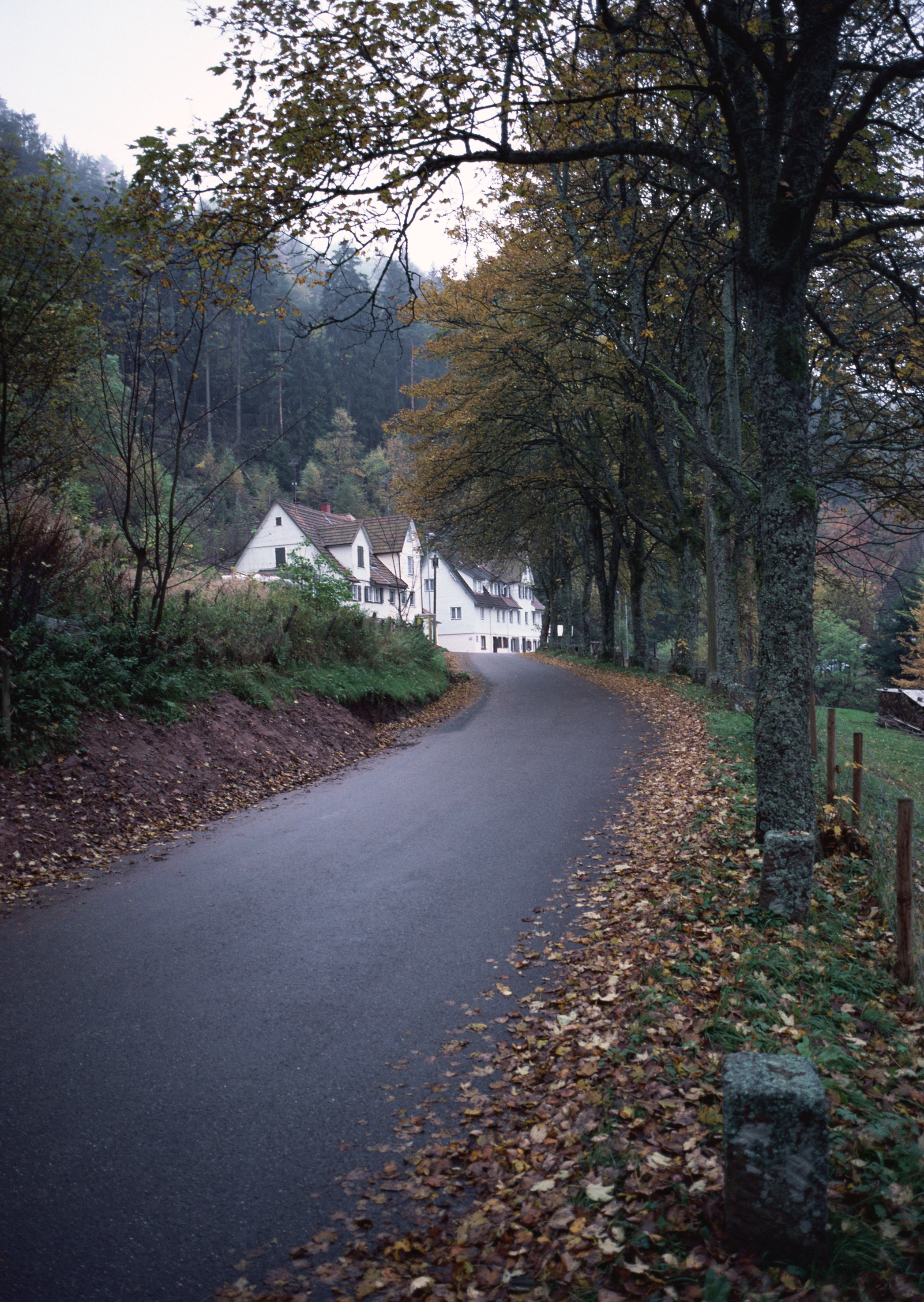 Free download high resolution image - free image free photo free stock image public domain picture -Autumn landscape with road