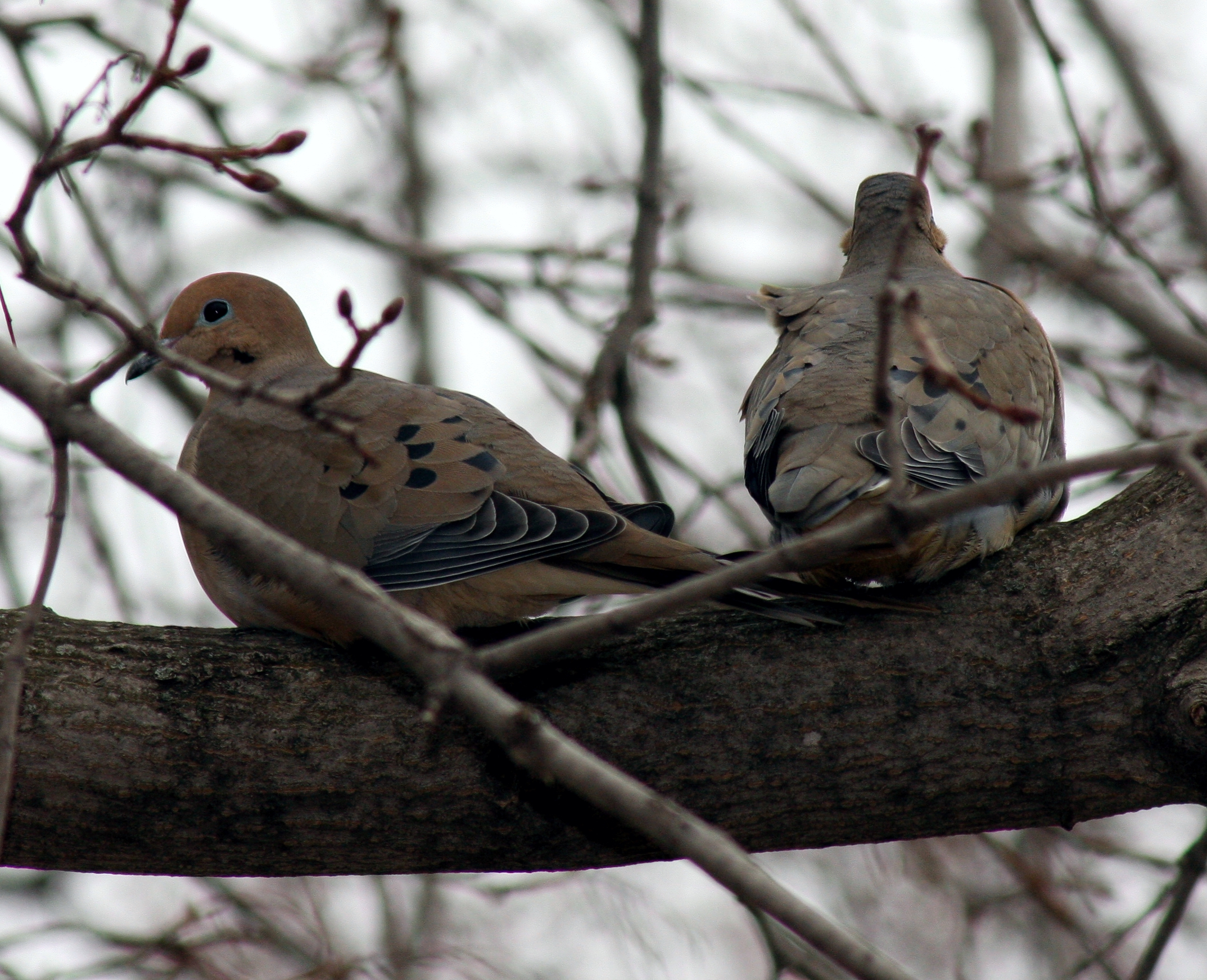 Free download high resolution image - free image free photo free stock image public domain picture -A mourning doves perched on a post