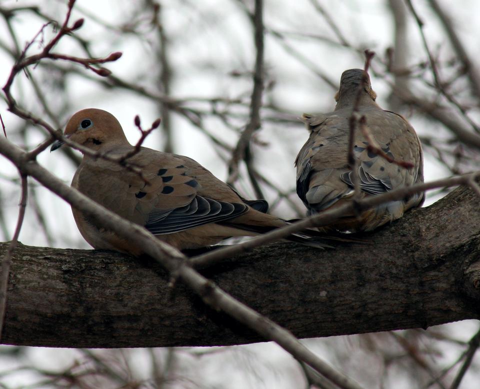 Free download high resolution image - free image free photo free stock image public domain picture  A mourning doves perched on a post