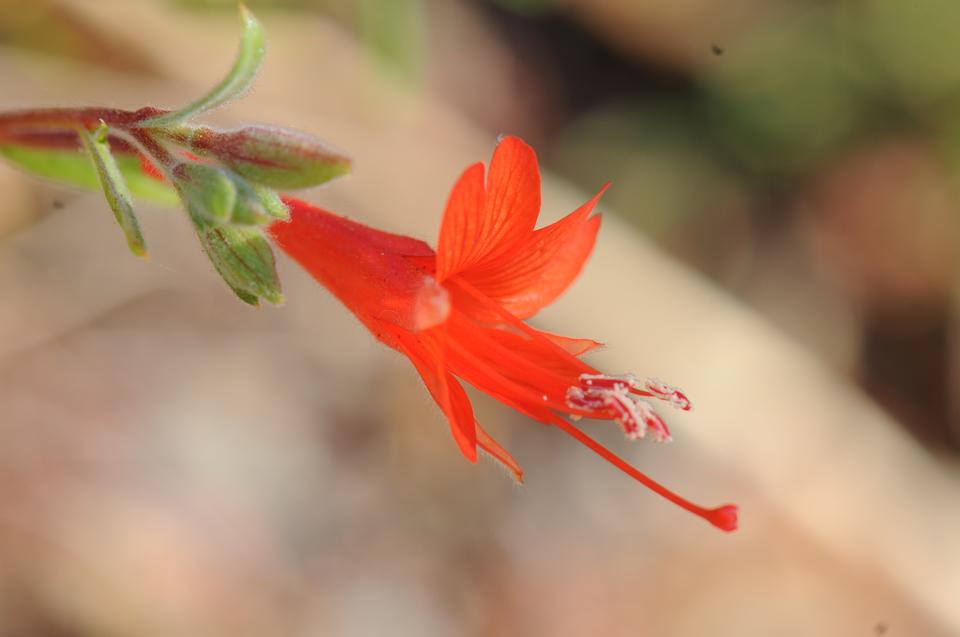 Free download high resolution image - free image free photo free stock image public domain picture  Epilobium hirsutum flower