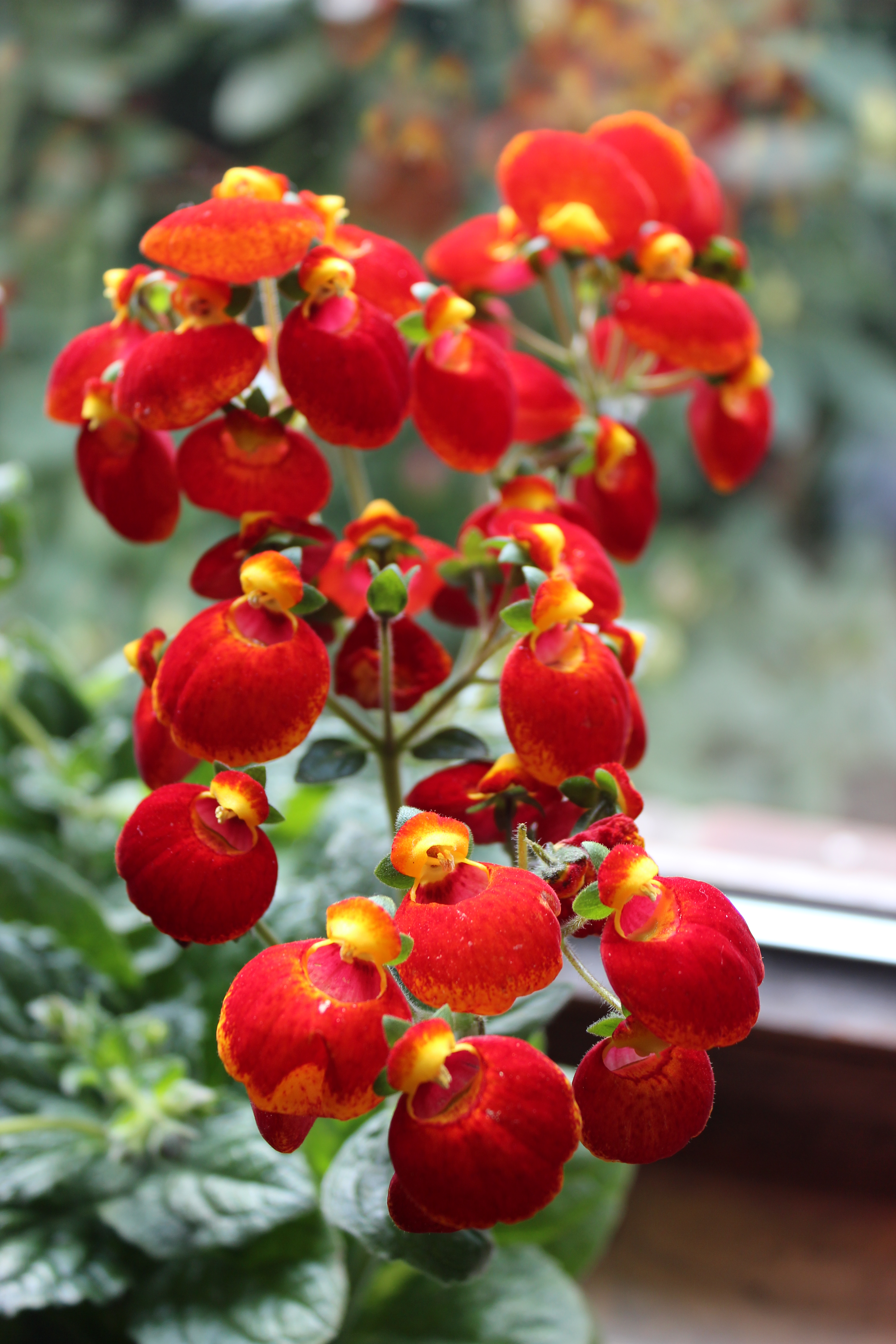 Free download high resolution image - free image free photo free stock image public domain picture -Calceolaria floret