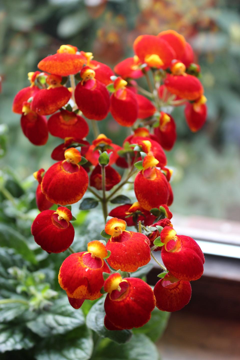 Free download high resolution image - free image free photo free stock image public domain picture  Calceolaria floret