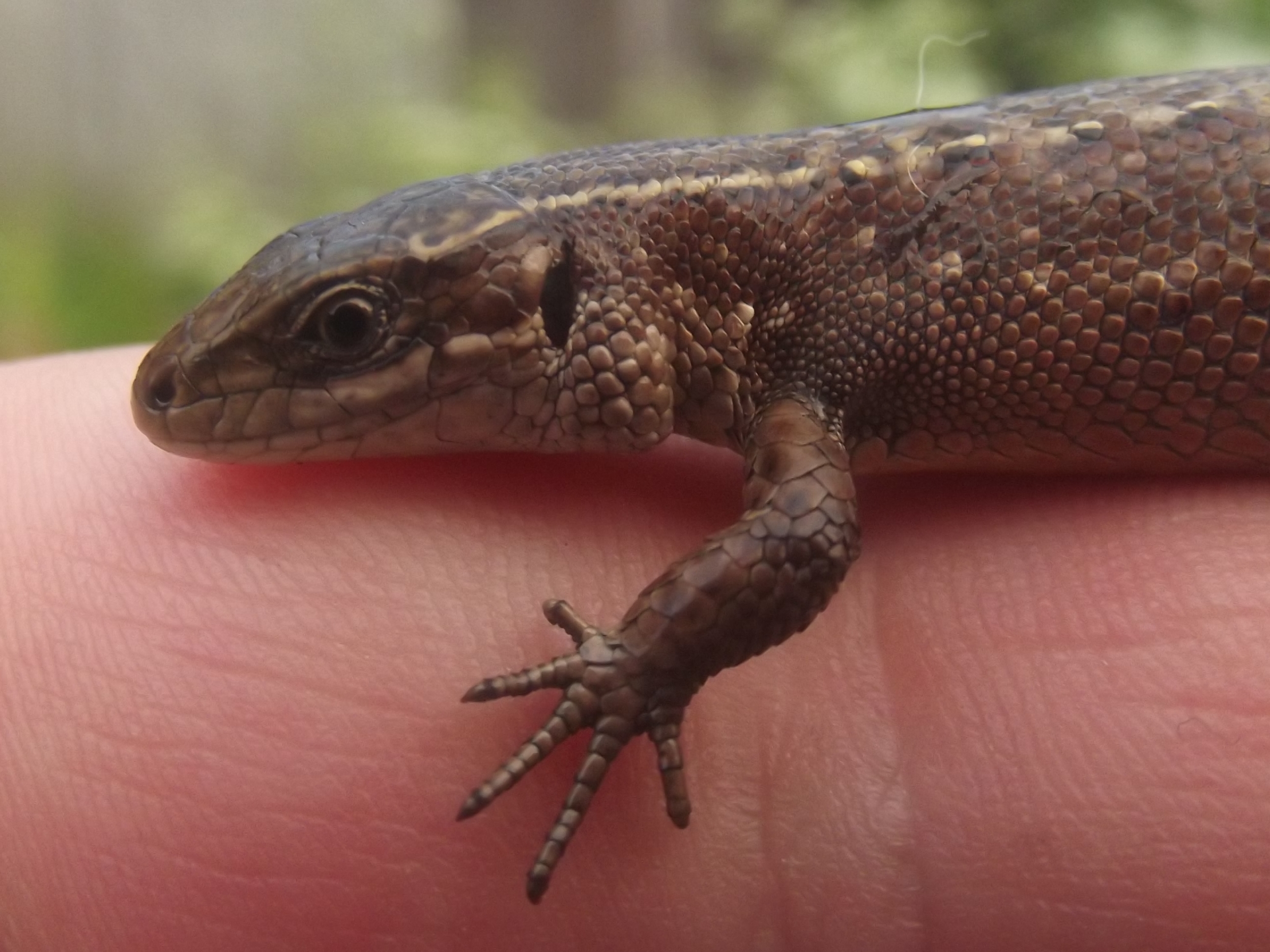 Free download high resolution image - free image free photo free stock image public domain picture -Small lizard on hand