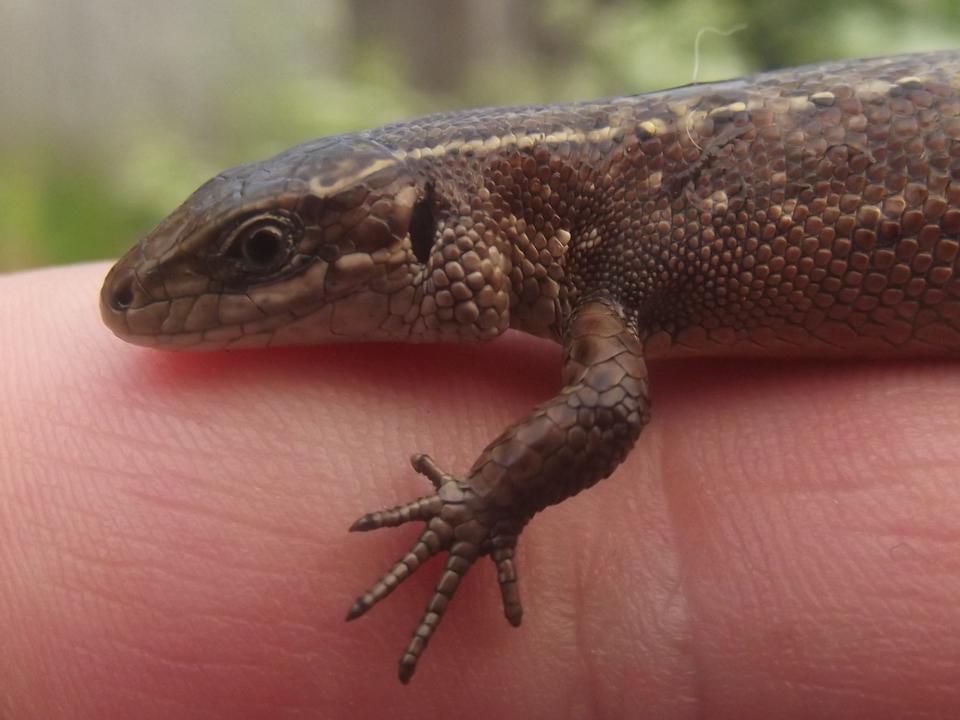 Free download high resolution image - free image free photo free stock image public domain picture  Small lizard on hand