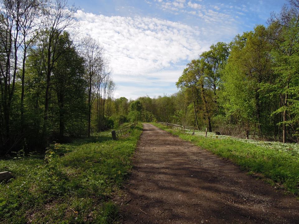 Free download high resolution image - free image free photo free stock image public domain picture  eautiful un-paved country road lined with large trees