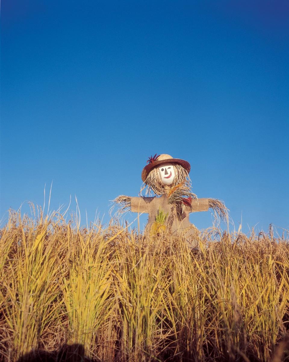 Free download high resolution image - free image free photo free stock image public domain picture  Scarecrow in green rice fields