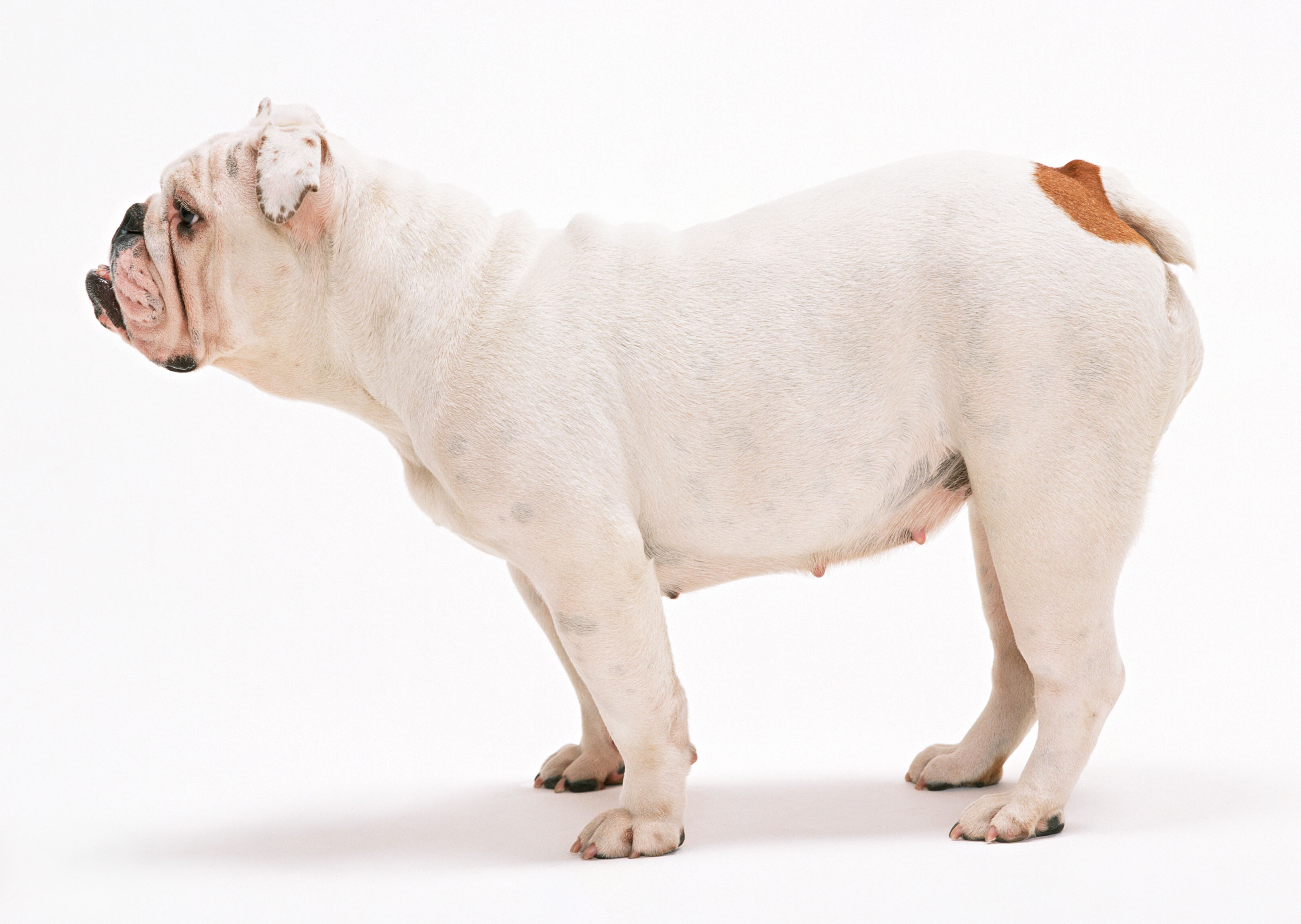 Free download high resolution image - free image free photo free stock image public domain picture -English Bulldog