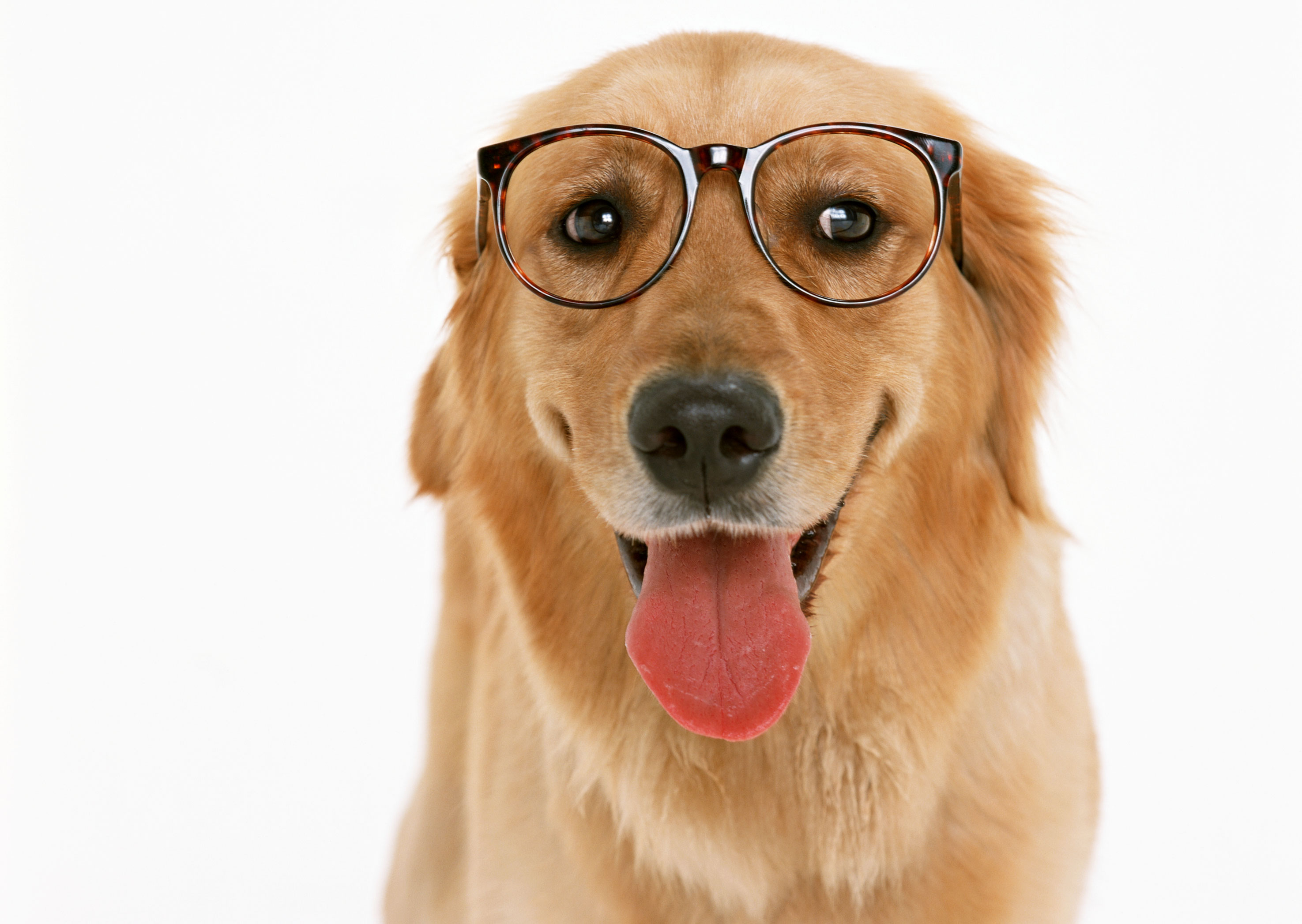 Free download high resolution image - free image free photo free stock image public domain picture -Dachshund with eyeglasses