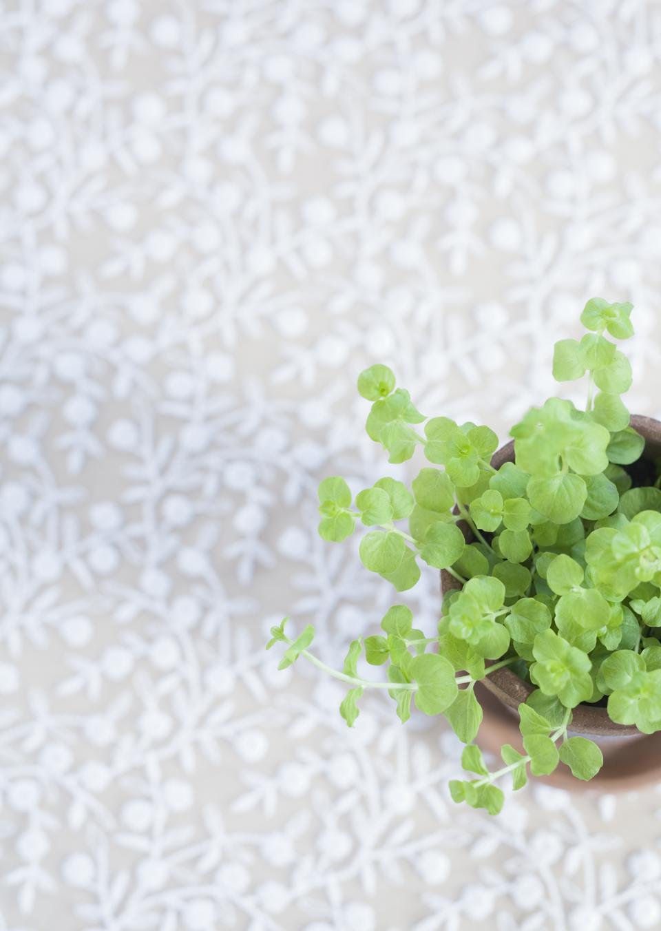 Free download high resolution image - free image free photo free stock image public domain picture  Green plant on table for room