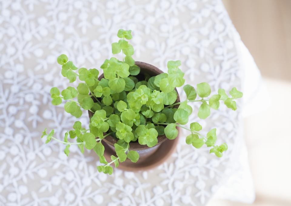 Free download high resolution image - free image free photo free stock image public domain picture  Green plant for room