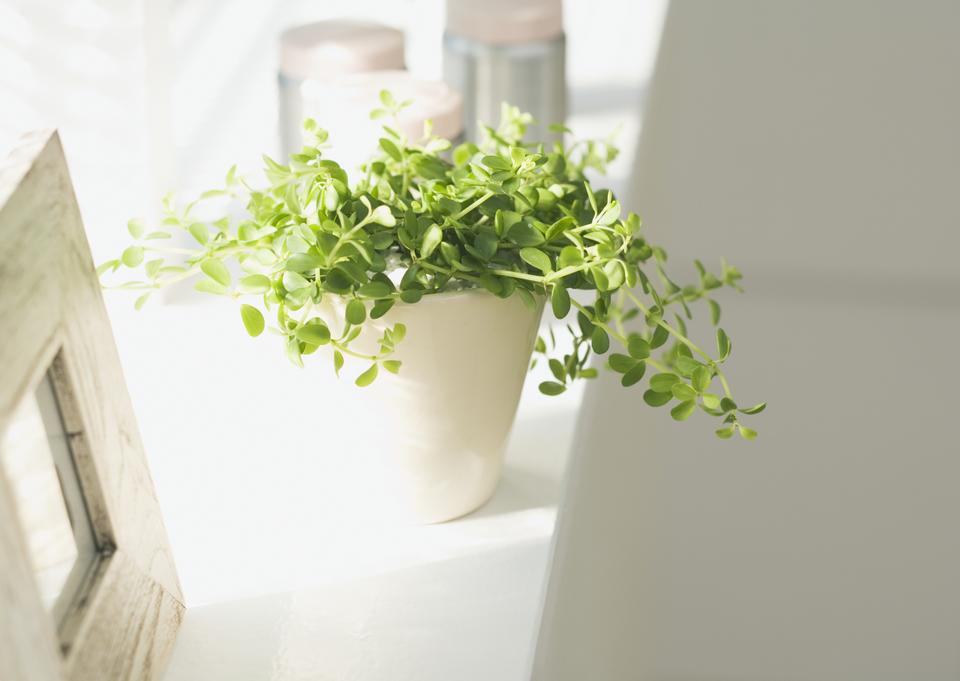 Free download high resolution image - free image free photo free stock image public domain picture  The houseplant which I put by the window