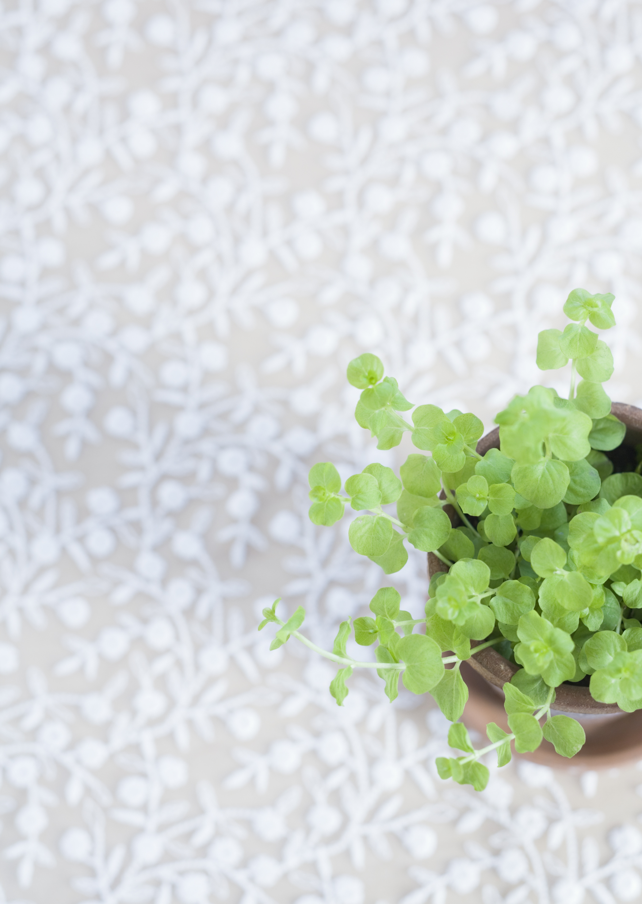 Free download high resolution image - free image free photo free stock image public domain picture -Green plant on table for room