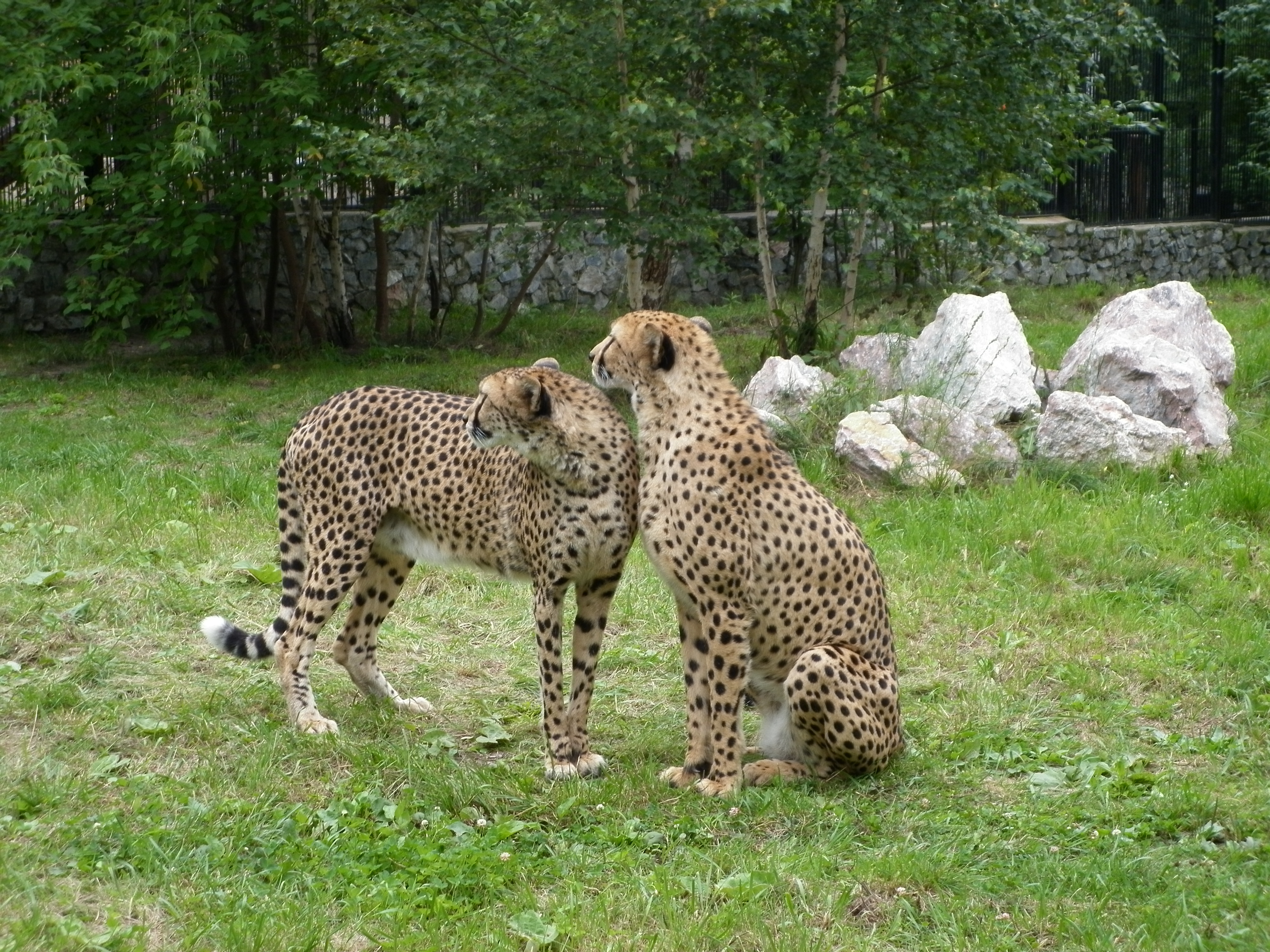 Free download high resolution image - free image free photo free stock image public domain picture -Two cheetahs in the Novosibirsk zoo