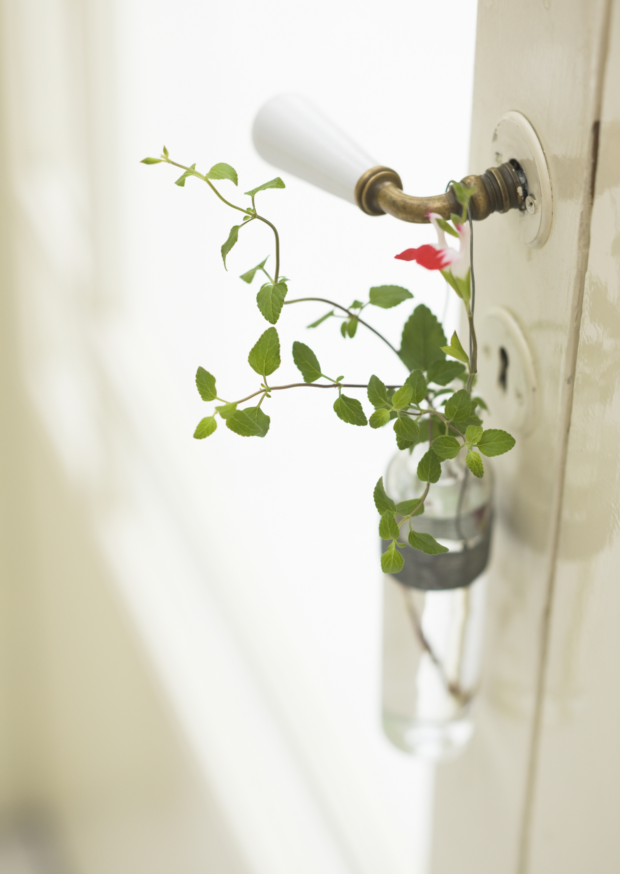 Free download high resolution image - free image free photo free stock image public domain picture -Ivy pot and door